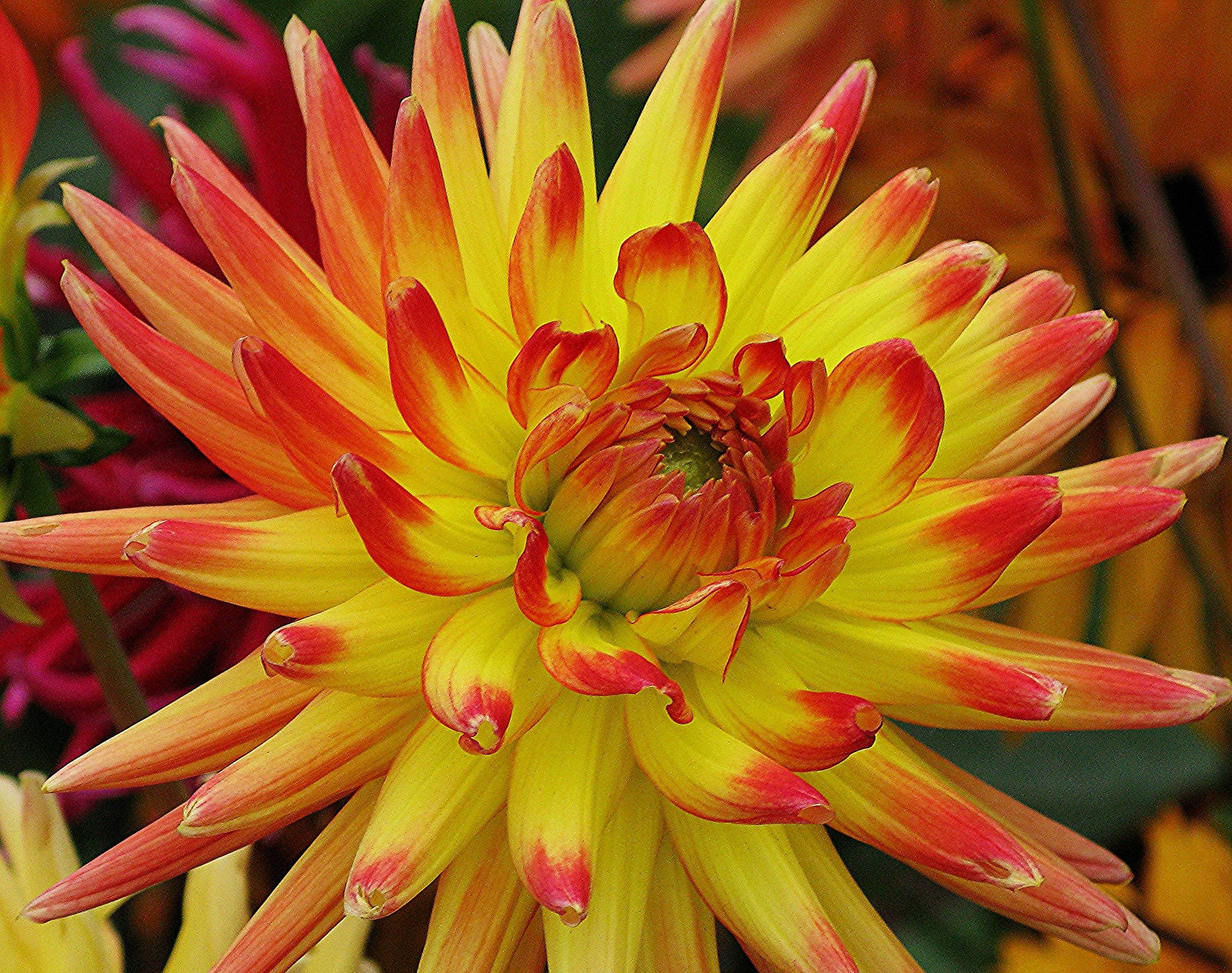 Orange And Yellow Cactus Dahlia Flower, cactus dahlia, yellow petals, Full HD Desktop Wallpaper