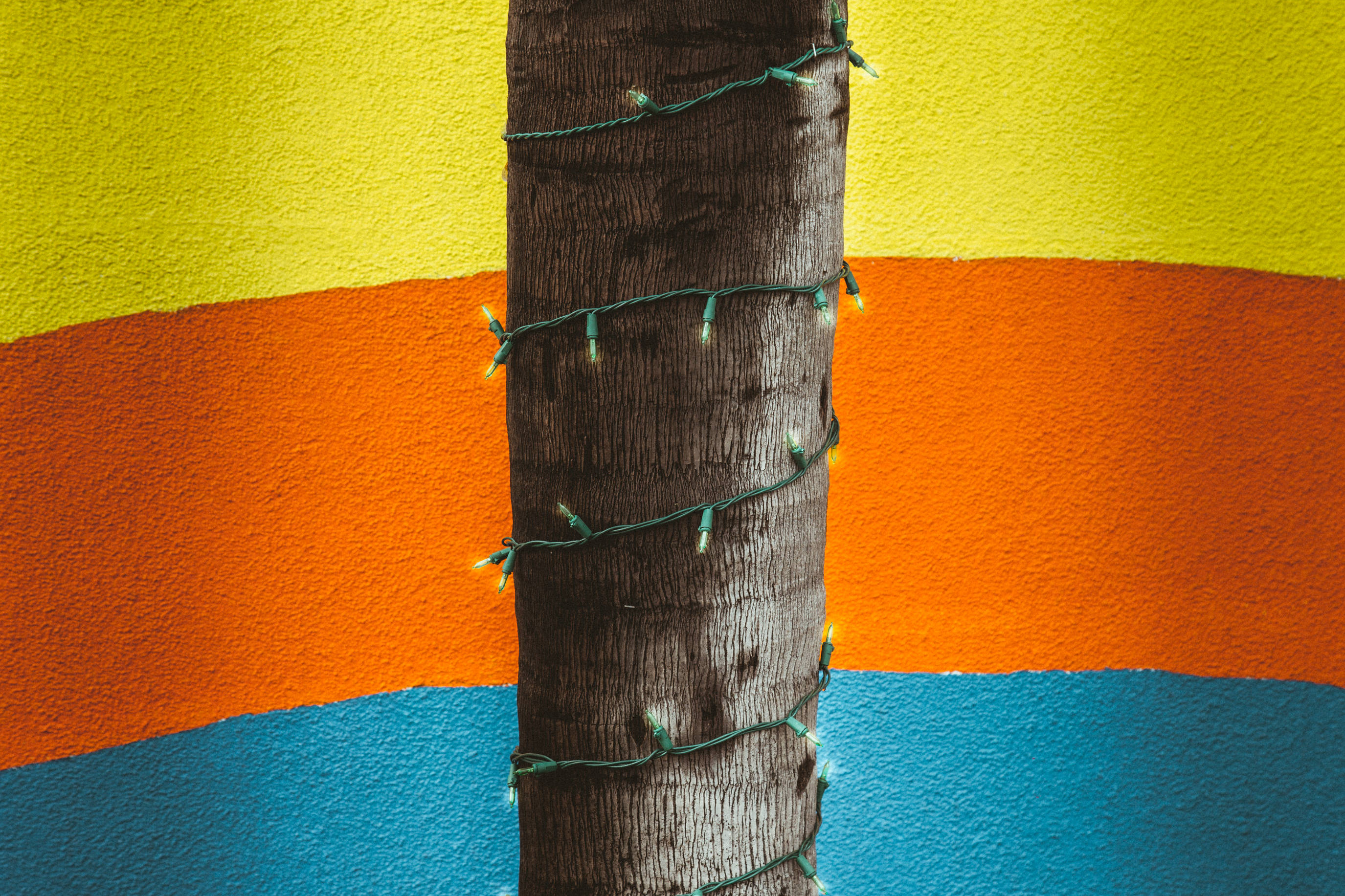 palm tree trunk, string lights, vibrant wall, 2K Desktop Wallpaper