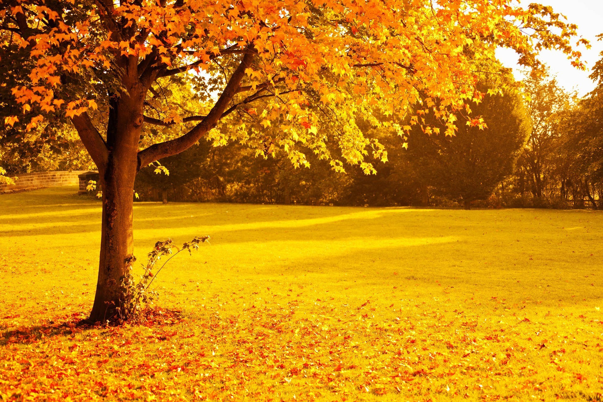 maple tree, fiery orange leaves, sunlit golden field, Full HD Desktop Wallpaper