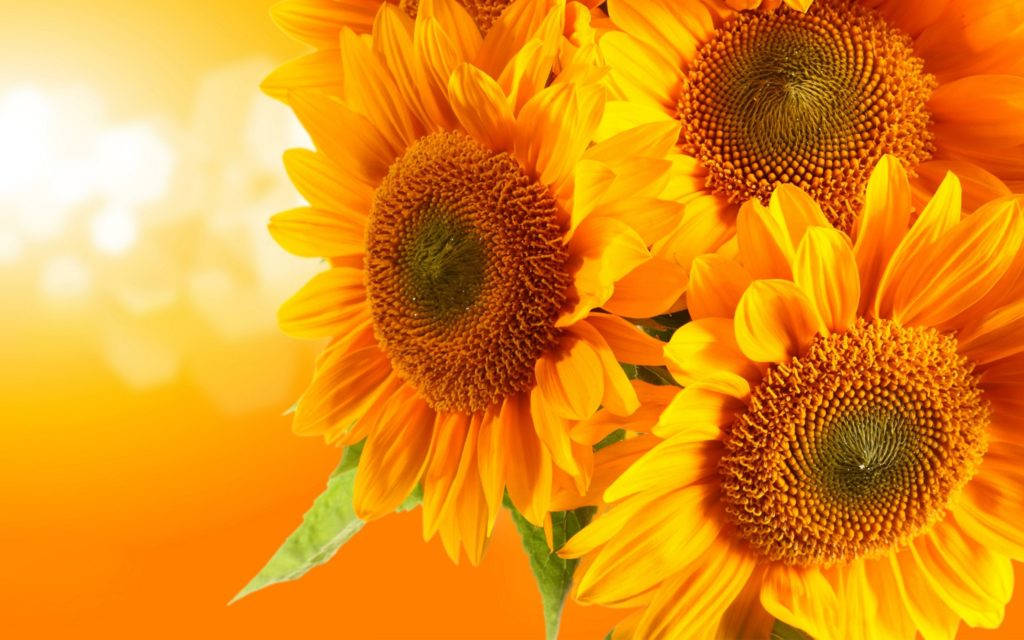 sunflowers, orange, yellow, SD Desktop Wallpaper