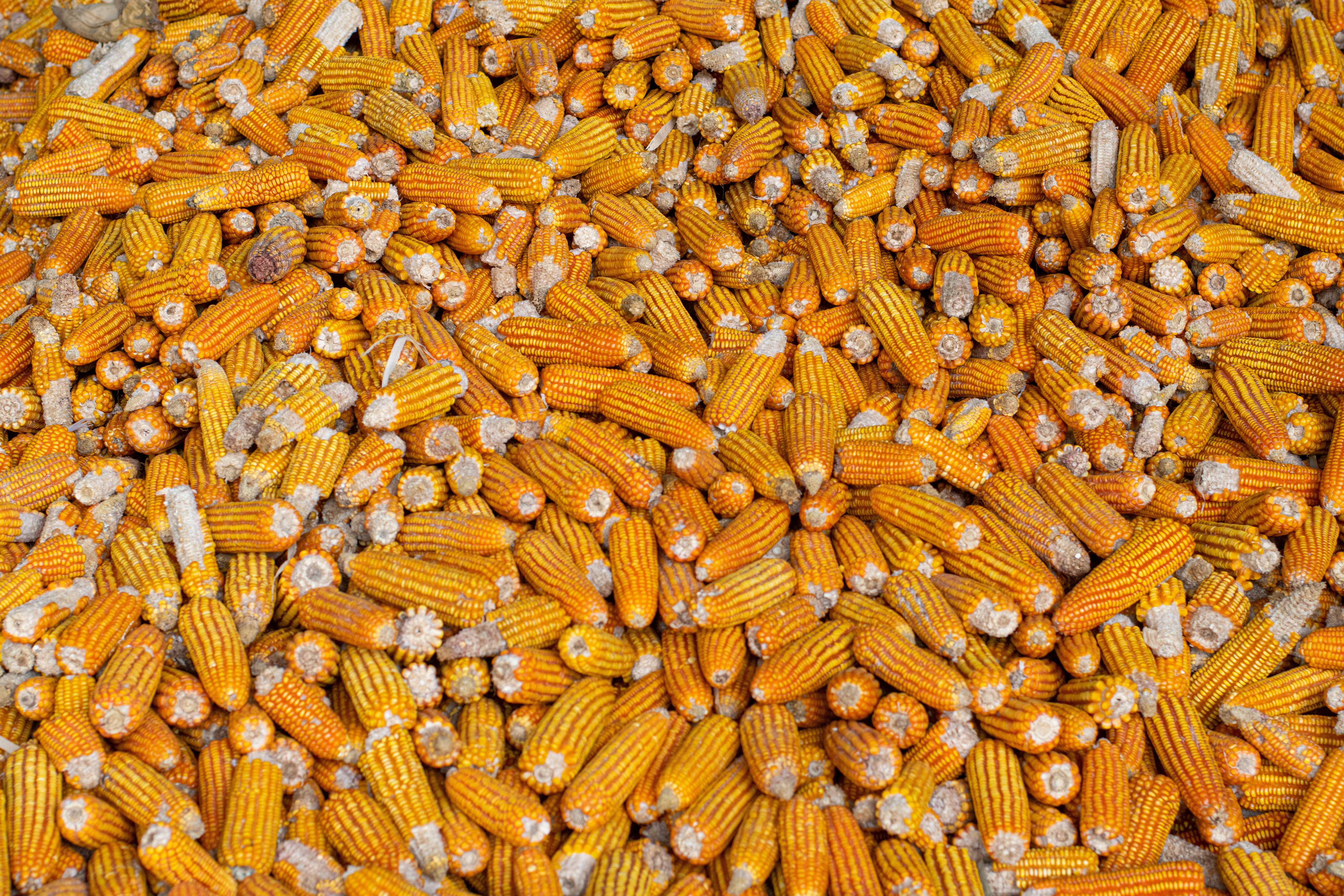 orange and yellow corn cobs, golden corn cobs, white husks, 5K Desktop Wallpaper