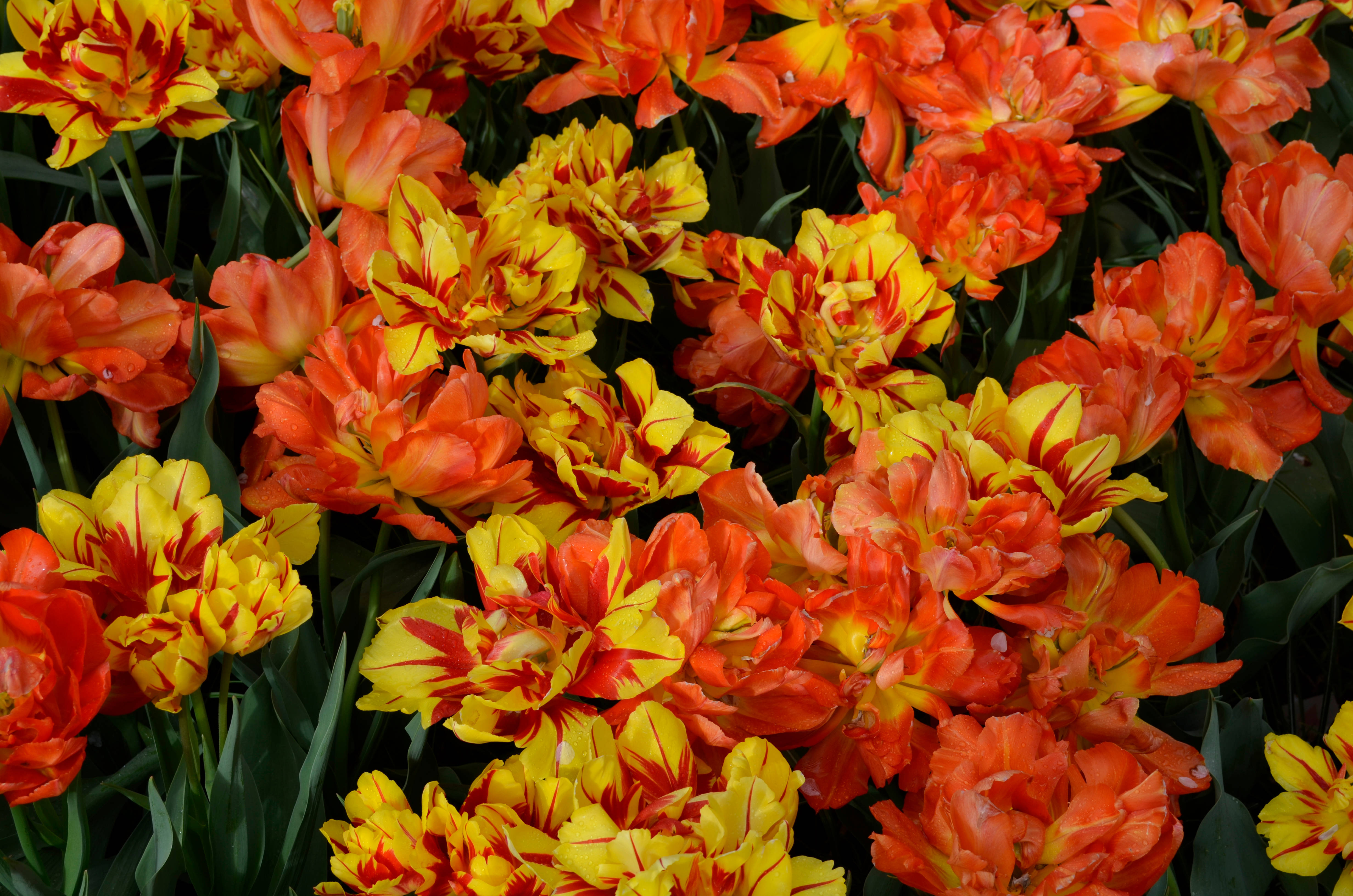 orange and yellow tulips, red streaks, dark green foliage, 4K Desktop Wallpaper