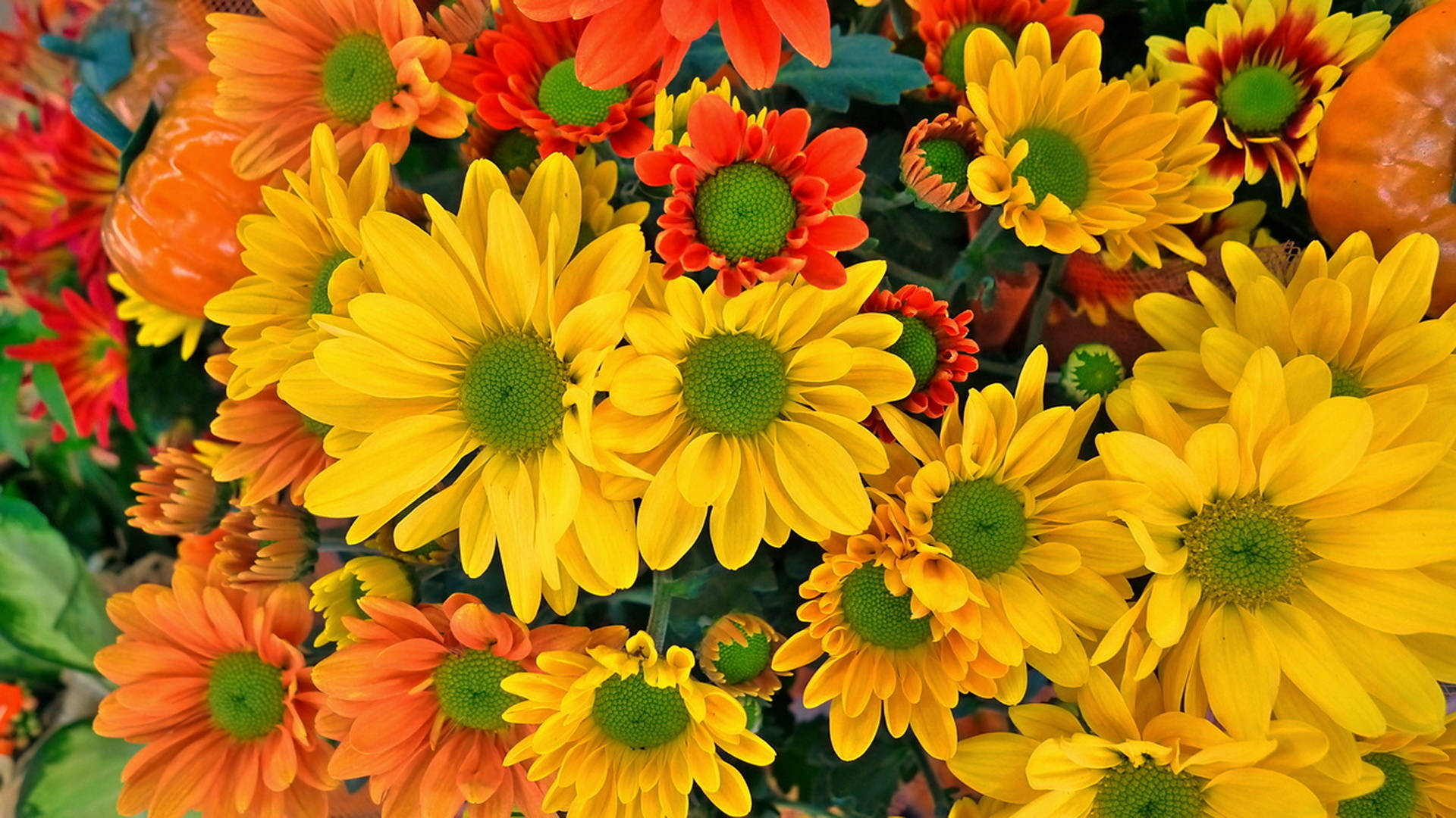 Orange And Yellow Chrysanthemum Flowers, yellow orange, red daisies, Full HD Desktop Wallpaper
