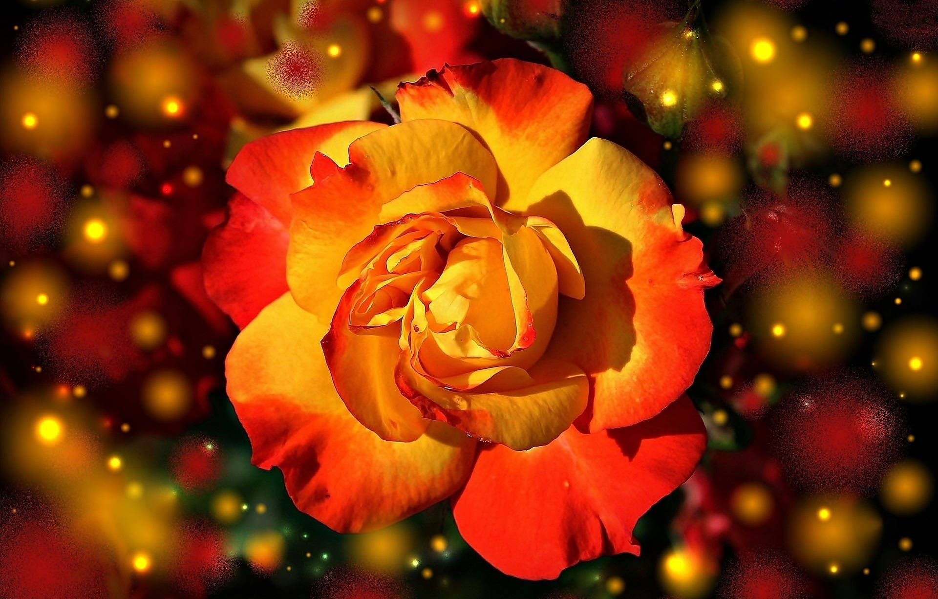 orange and yellow rose, glowing golden orbs, dark background, Full HD Desktop Wallpaper