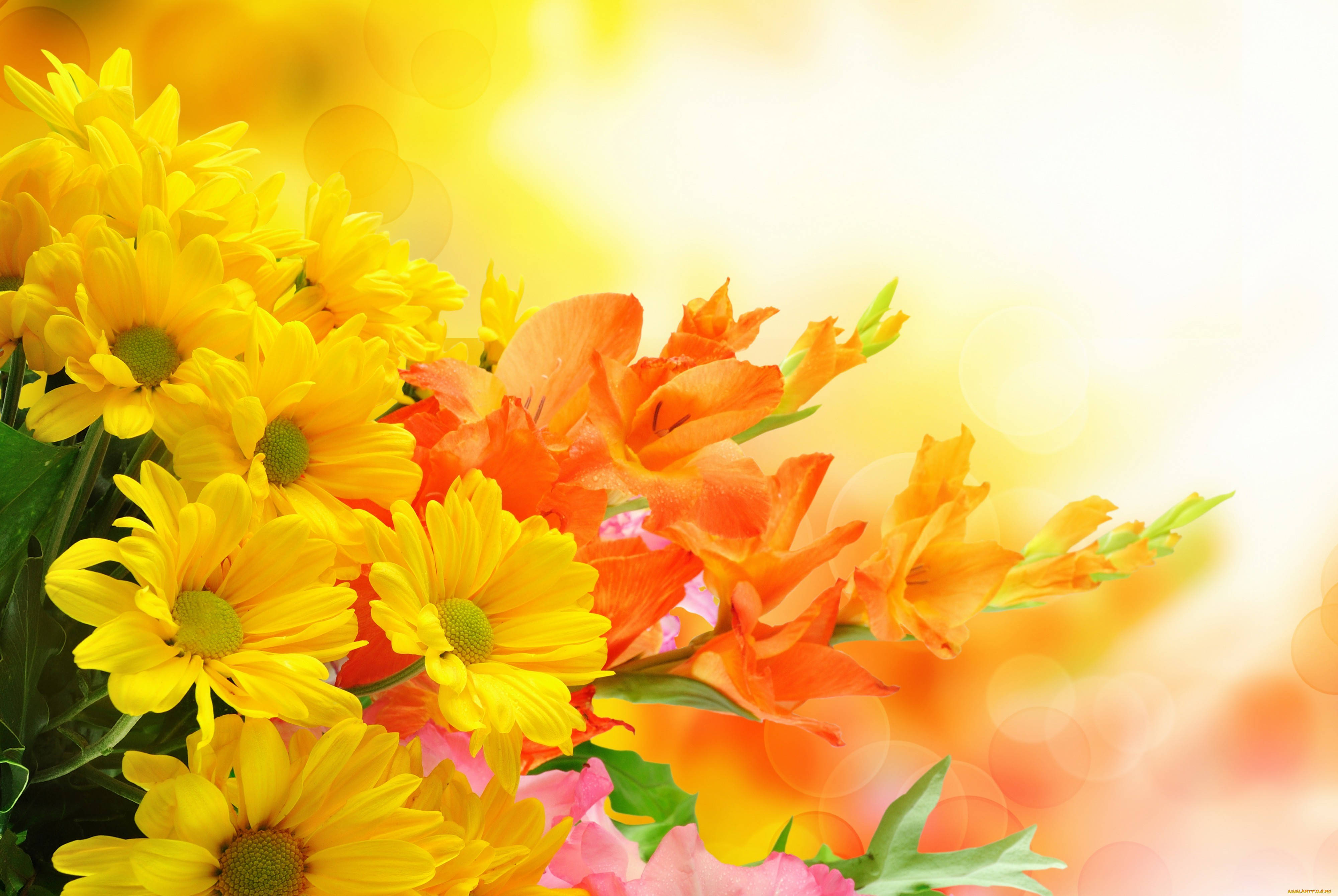 yellow daisies, orange gladiolus, soft sunlit bokeh background, 4K Desktop Wallpaper