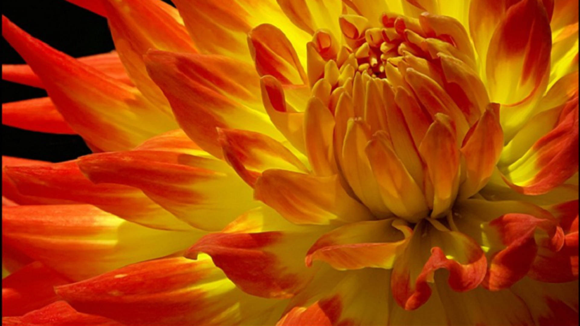 orange and yellow dahlia, fiery orange, yellow dahlia, Full HD Desktop Wallpaper