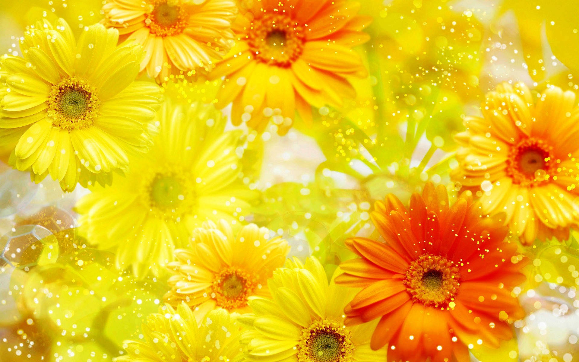 Orange And Yellow Gerbera Abstract, vibrant yellow and orange gerbera daisies, sparkling light particles, Full HD Desktop Wallpaper