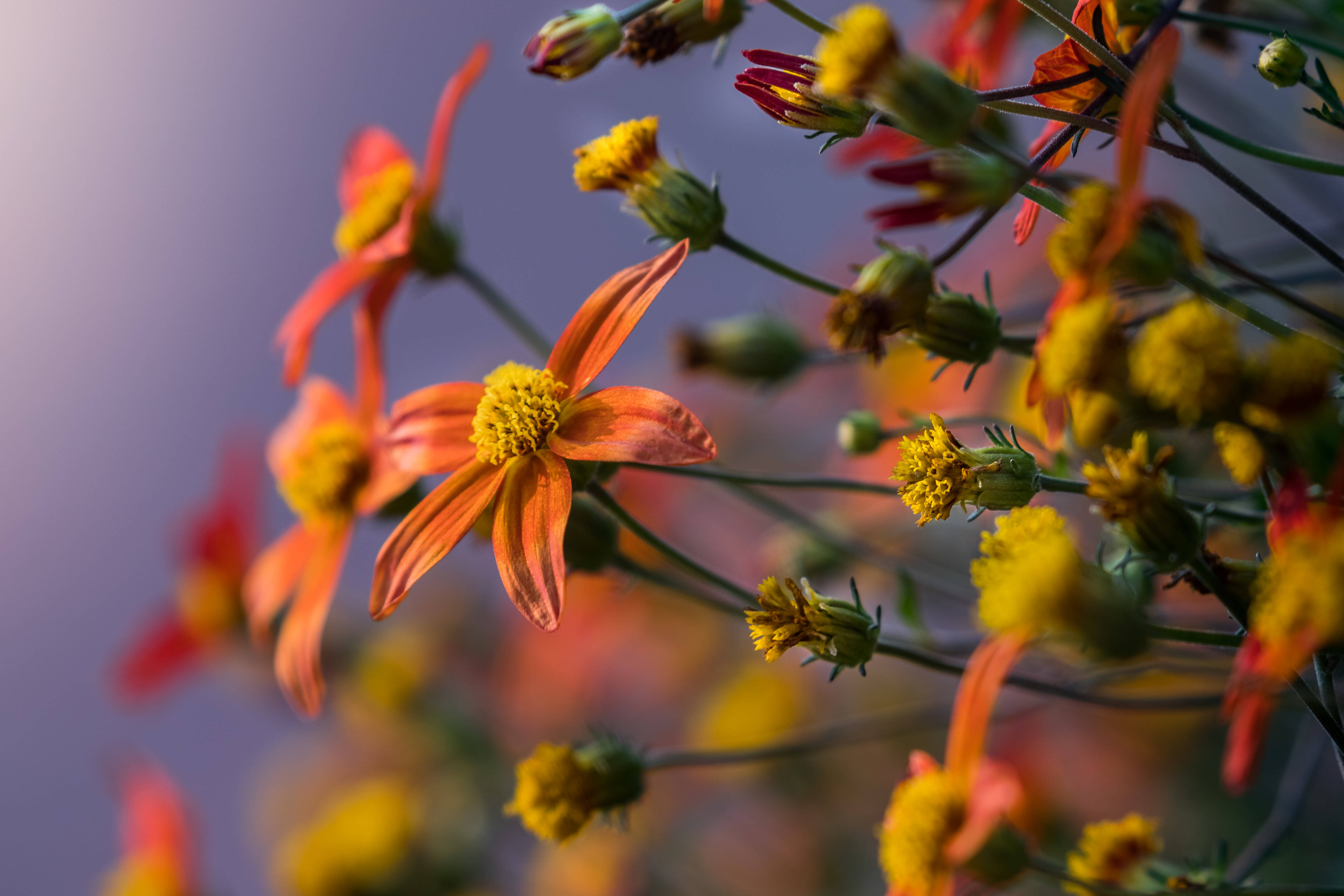 orange and yellow cosmos flowers, vibrant orange and yellow, soft purple twilight sky, 4K Desktop Wallpaper