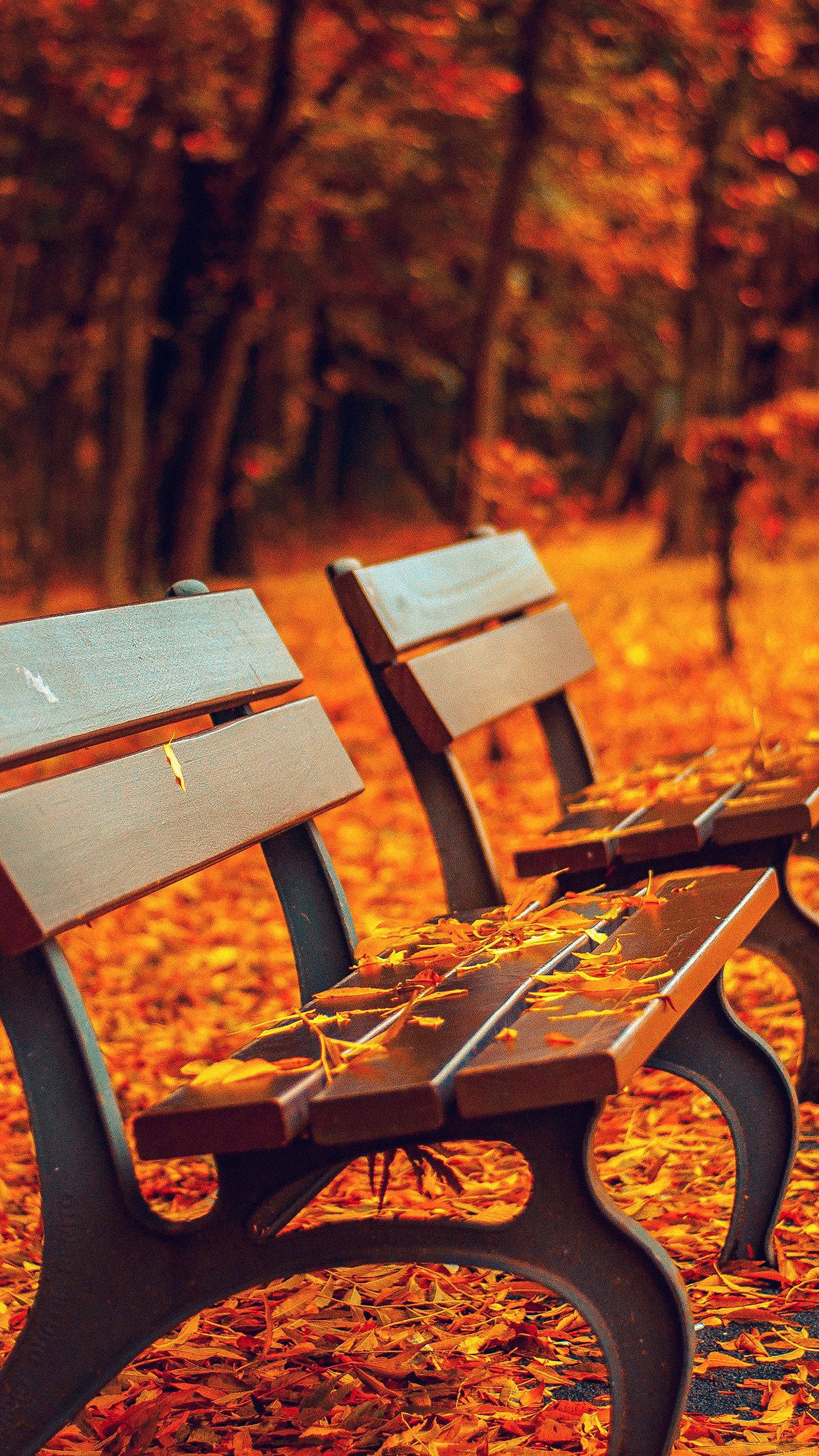 golden orange autumn leaves, warm sunlight, forest, Full HD Phone Wallpaper