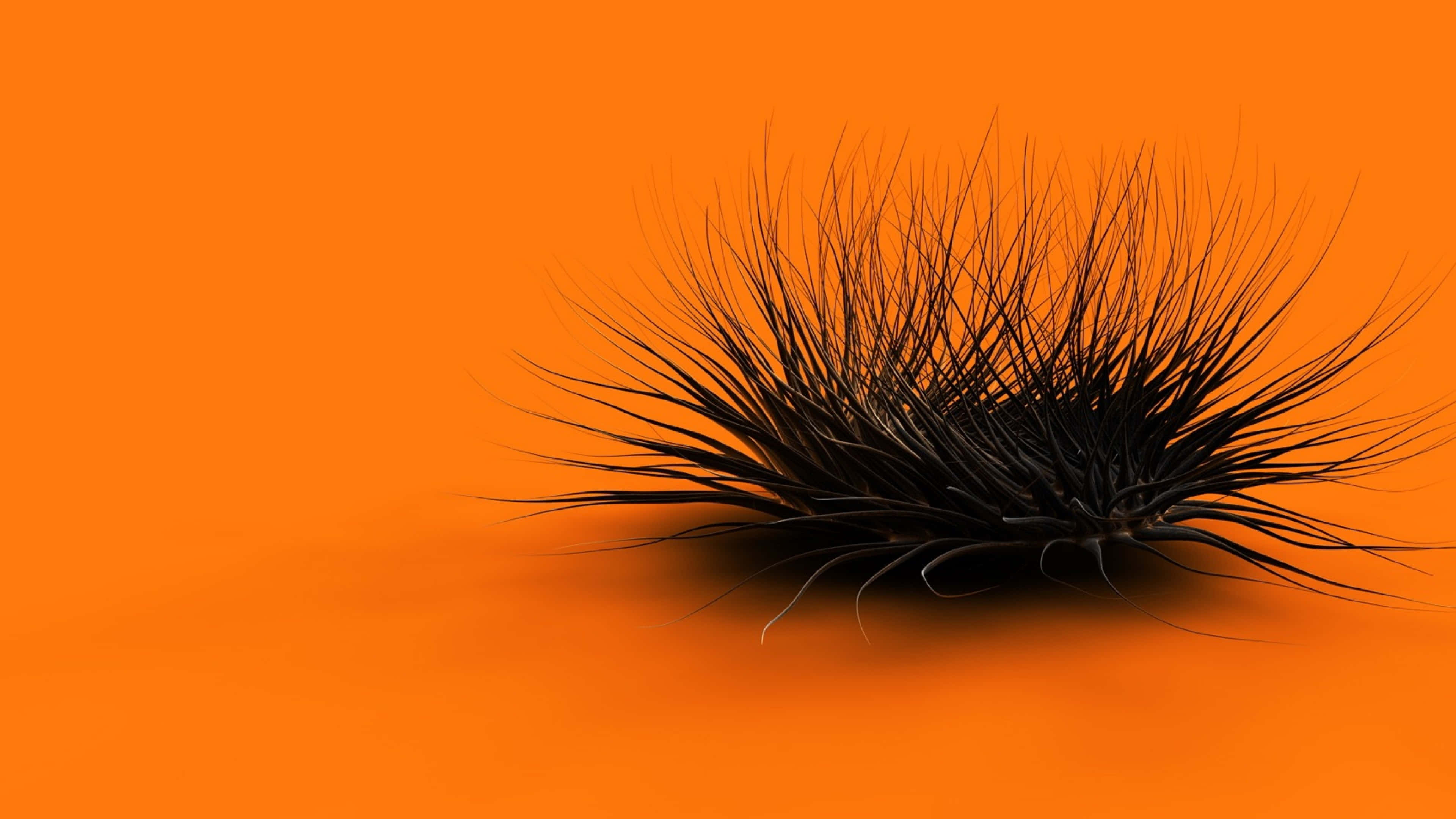 orange desktop, black spiky caterpillar, vibrant orange background, 4K Desktop Wallpaper