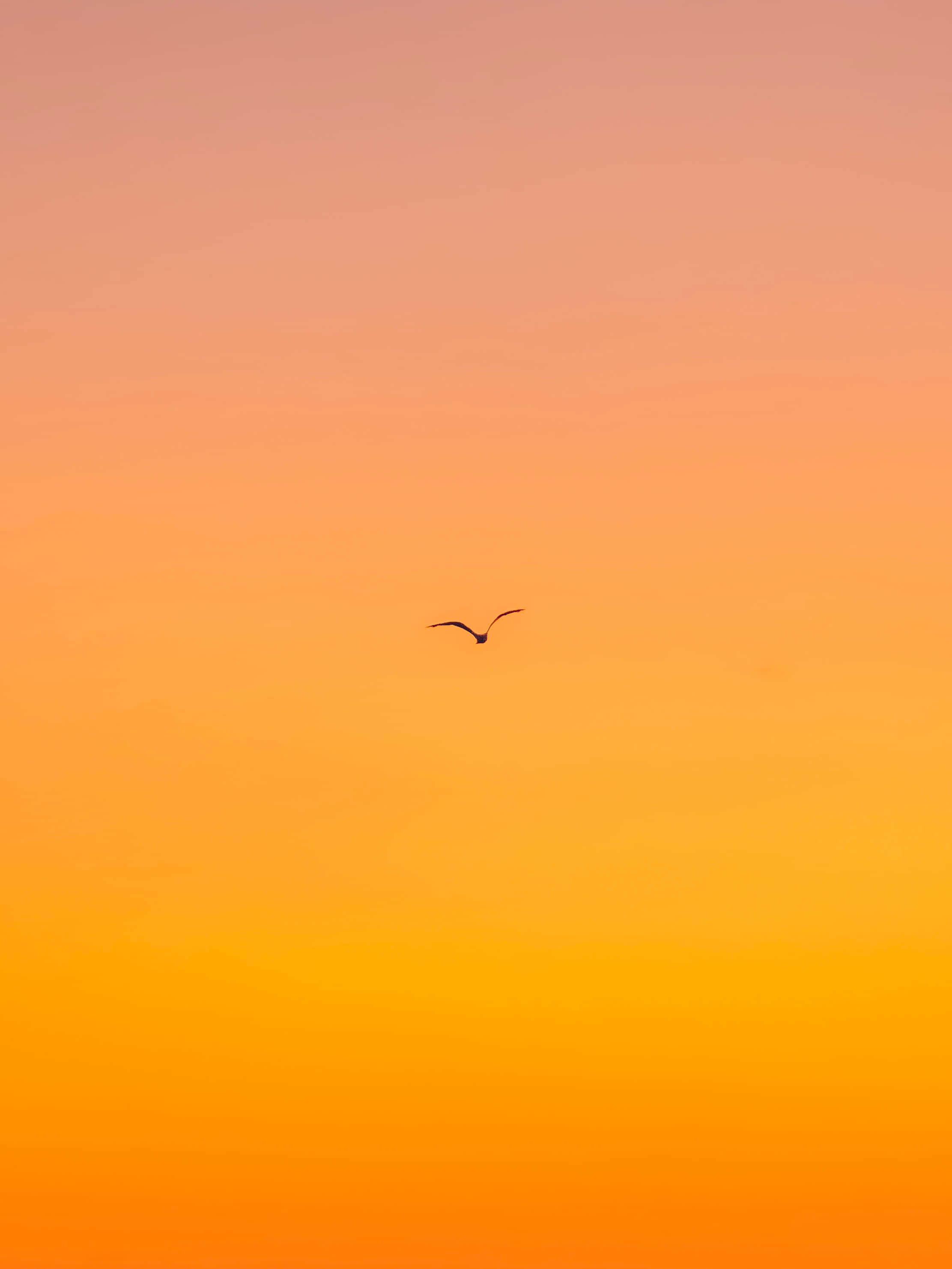 sunset, peach orange, golden yellow, 2K Phone Wallpaper