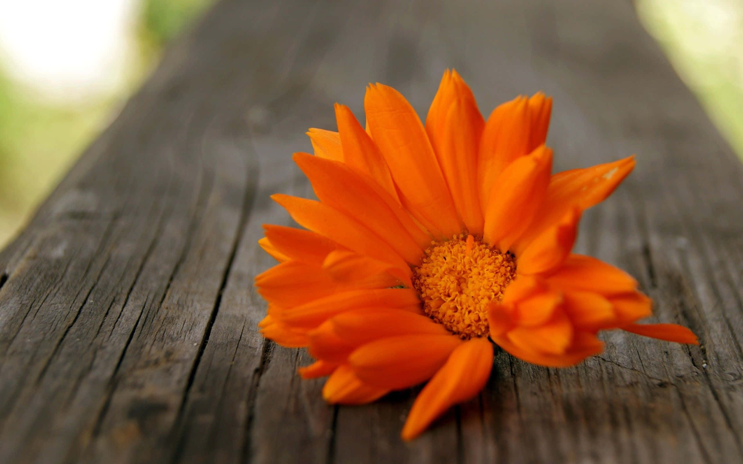 orange marigold, wooden fence, weathered wooden surface, 2K Desktop Wallpaper