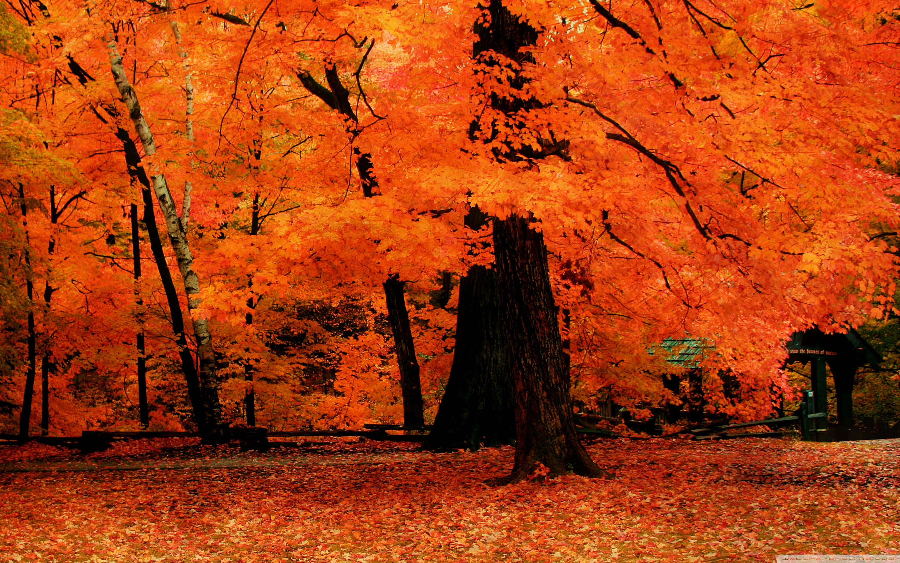 orange desktop, forest, fiery orange leaves, 2K Desktop Wallpaper