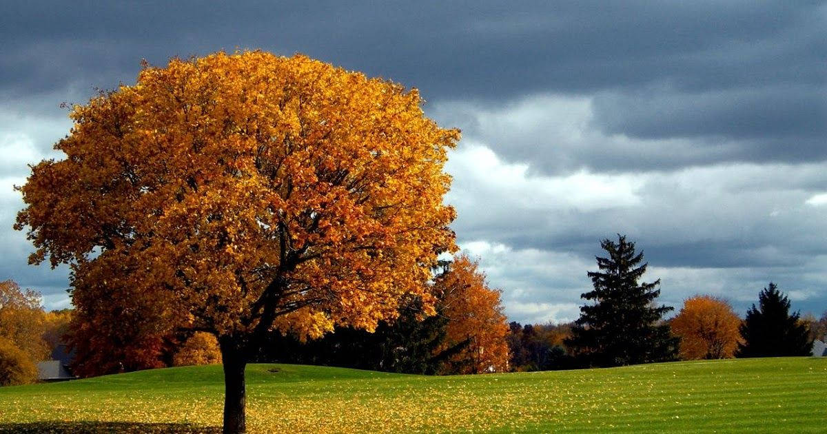 Orange Autumn Tree, golden tree, moody gray sky, SD Desktop Wallpaper