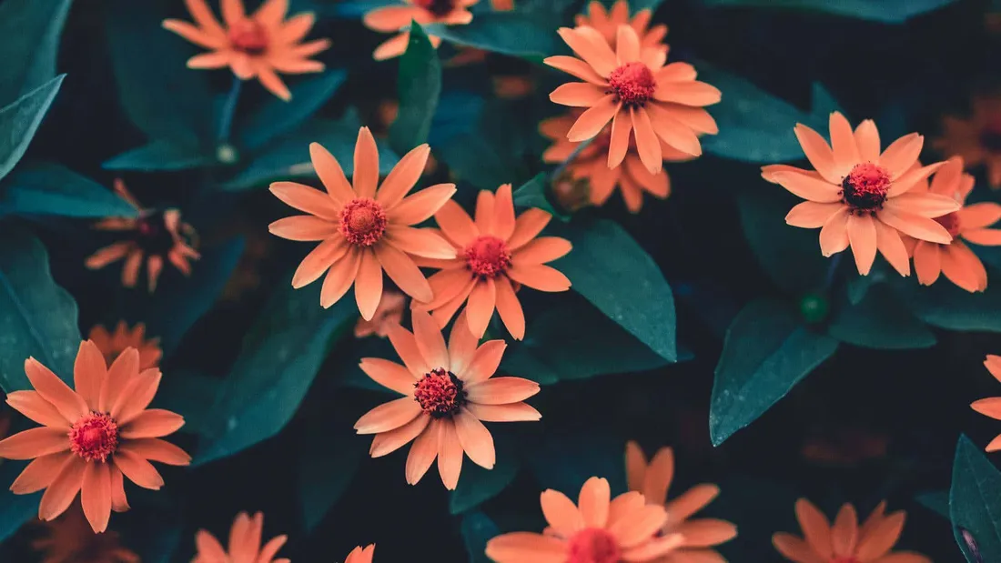 Orange Floral