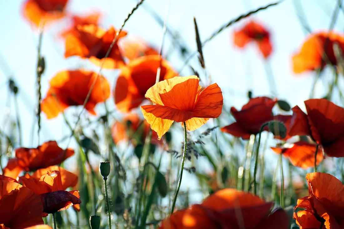 Orange Flower