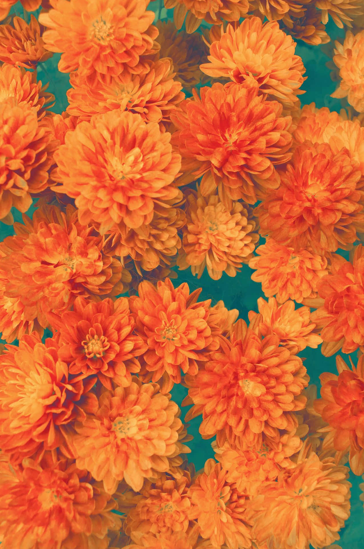 orange chrysanthemums, teal background, vivid close-up, Full HD Phone Wallpaper
