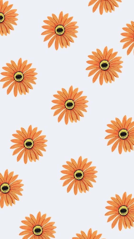 orange daisies, dark centers, soft gray background, SD Phone Wallpaper