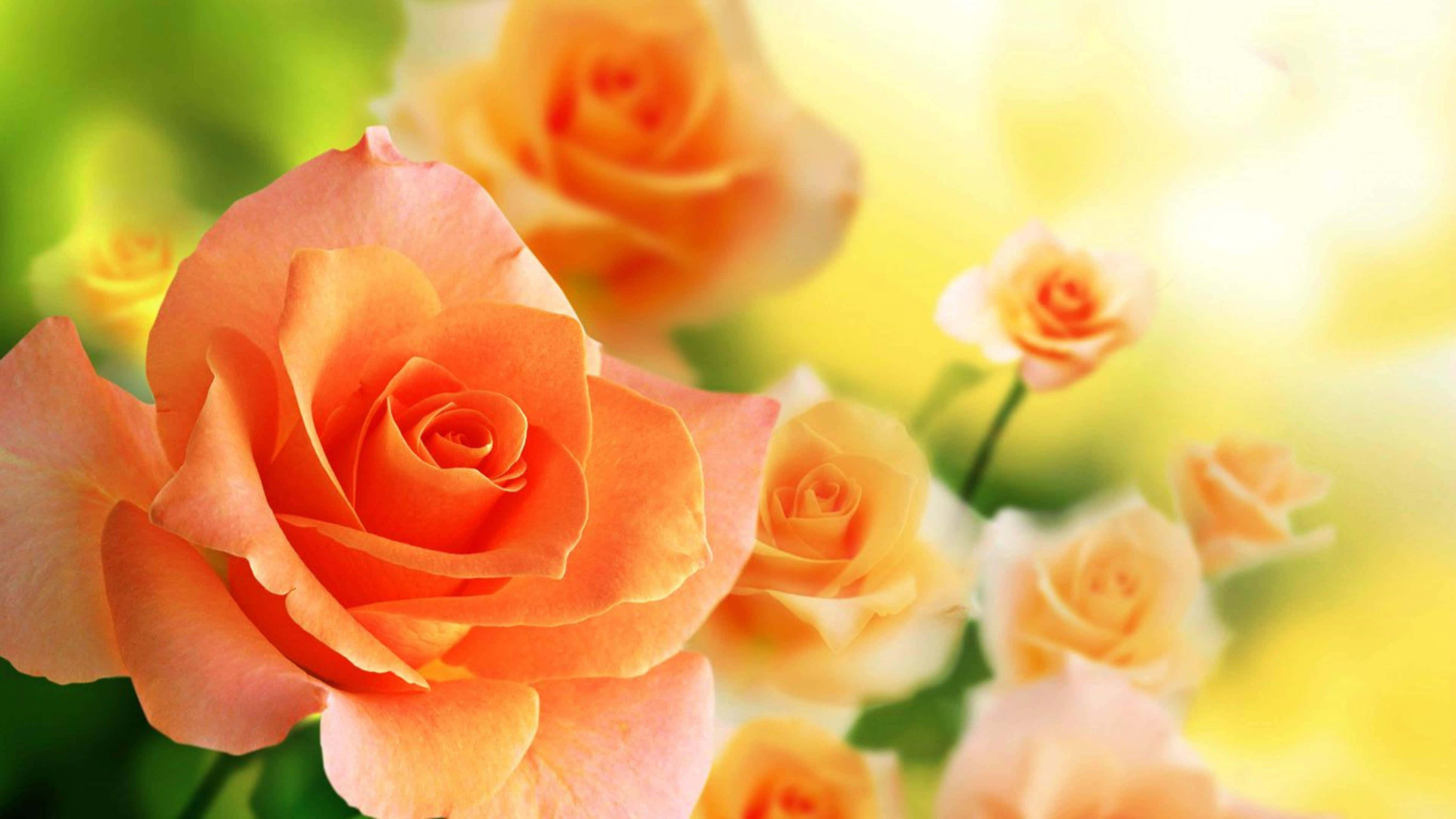 peach roses, soft sunlight, blurred green and yellow background, 4K Desktop Wallpaper