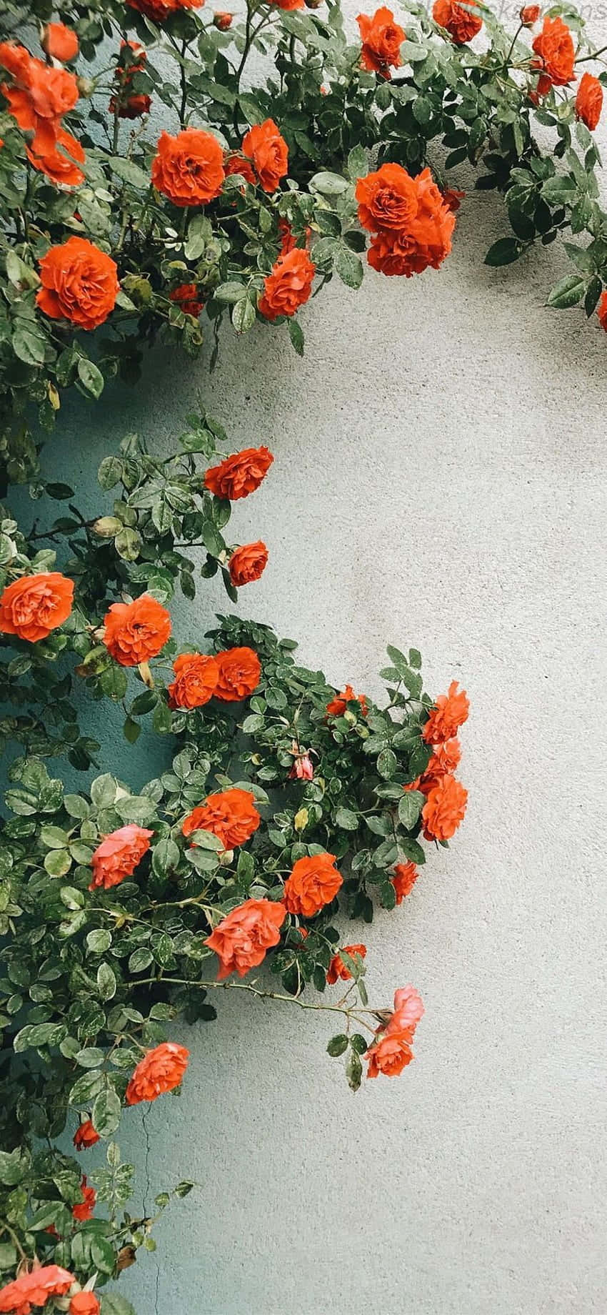 orange roses, textured pale blue wall, lush garden, HD Phone Wallpaper