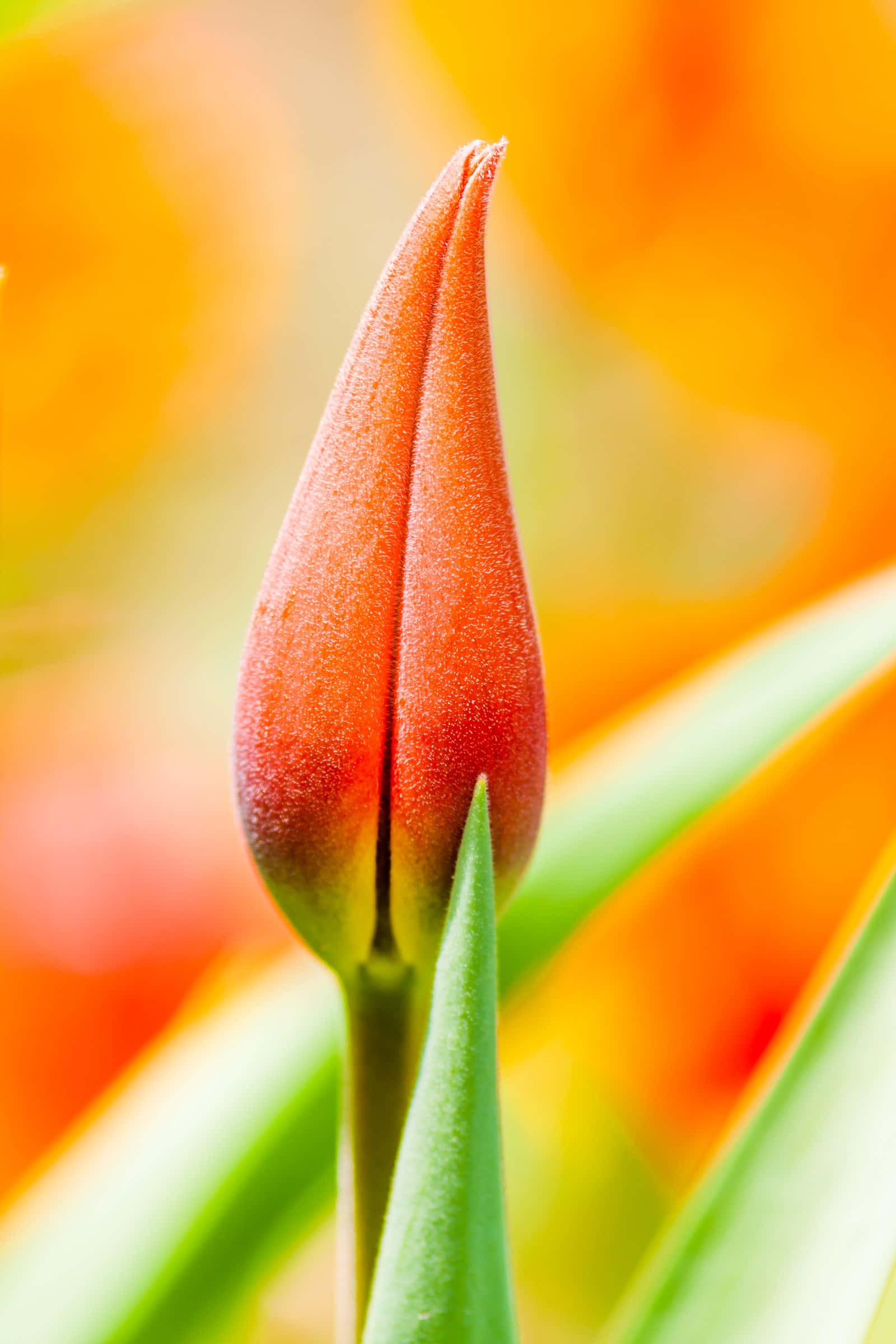 orange tulip, vibrant orange, bloom, Full HD Phone Wallpaper
