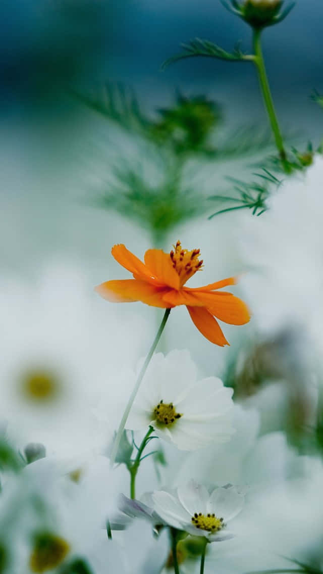 orange cosmos flower, white blooms, green stems, SD Phone Wallpaper