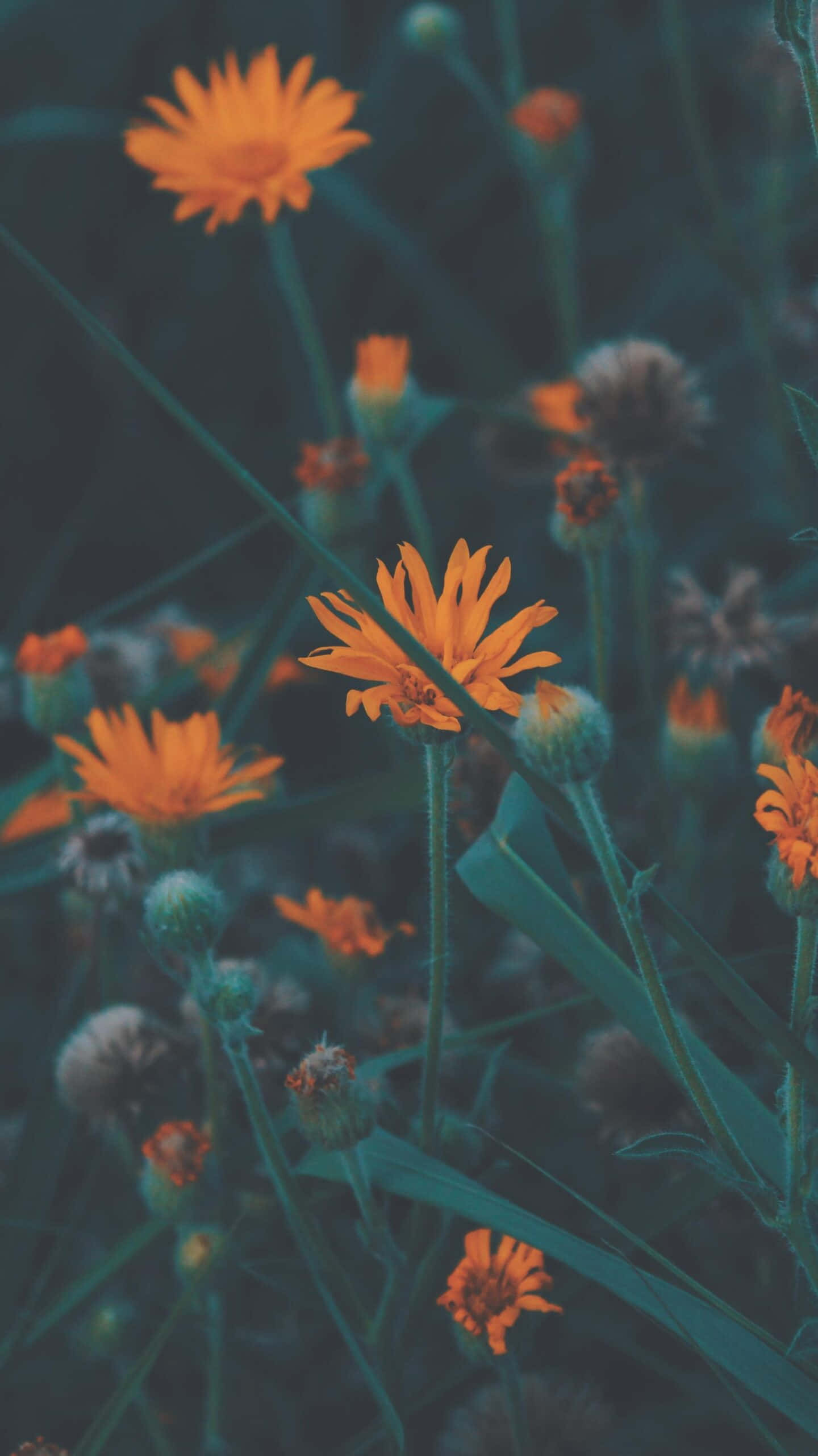 Orange Flowers, Vibrant orange, Green stems, 2K Phone Wallpaper