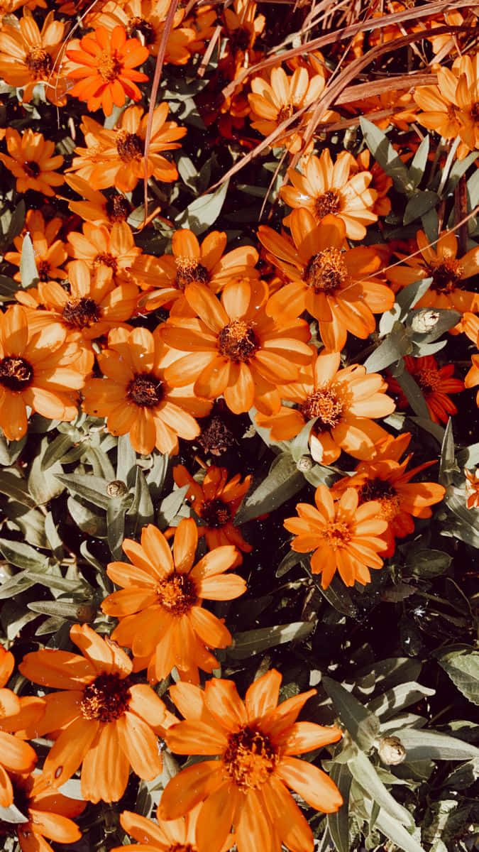orange zinnias, green foliage, bright sunlight, SD Phone Wallpaper