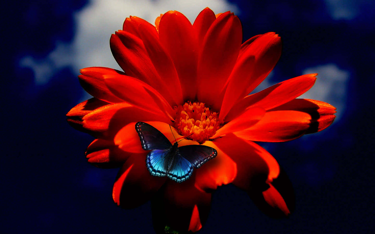 Orange Flower, butterfly, blue butterfly, HD Desktop Wallpaper