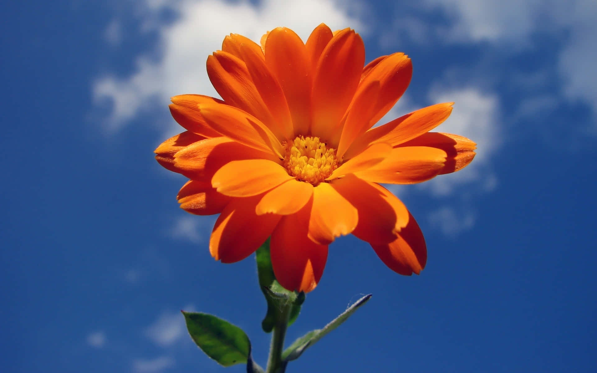 Orange Flower, blue sky, marigold, Full HD Desktop Wallpaper