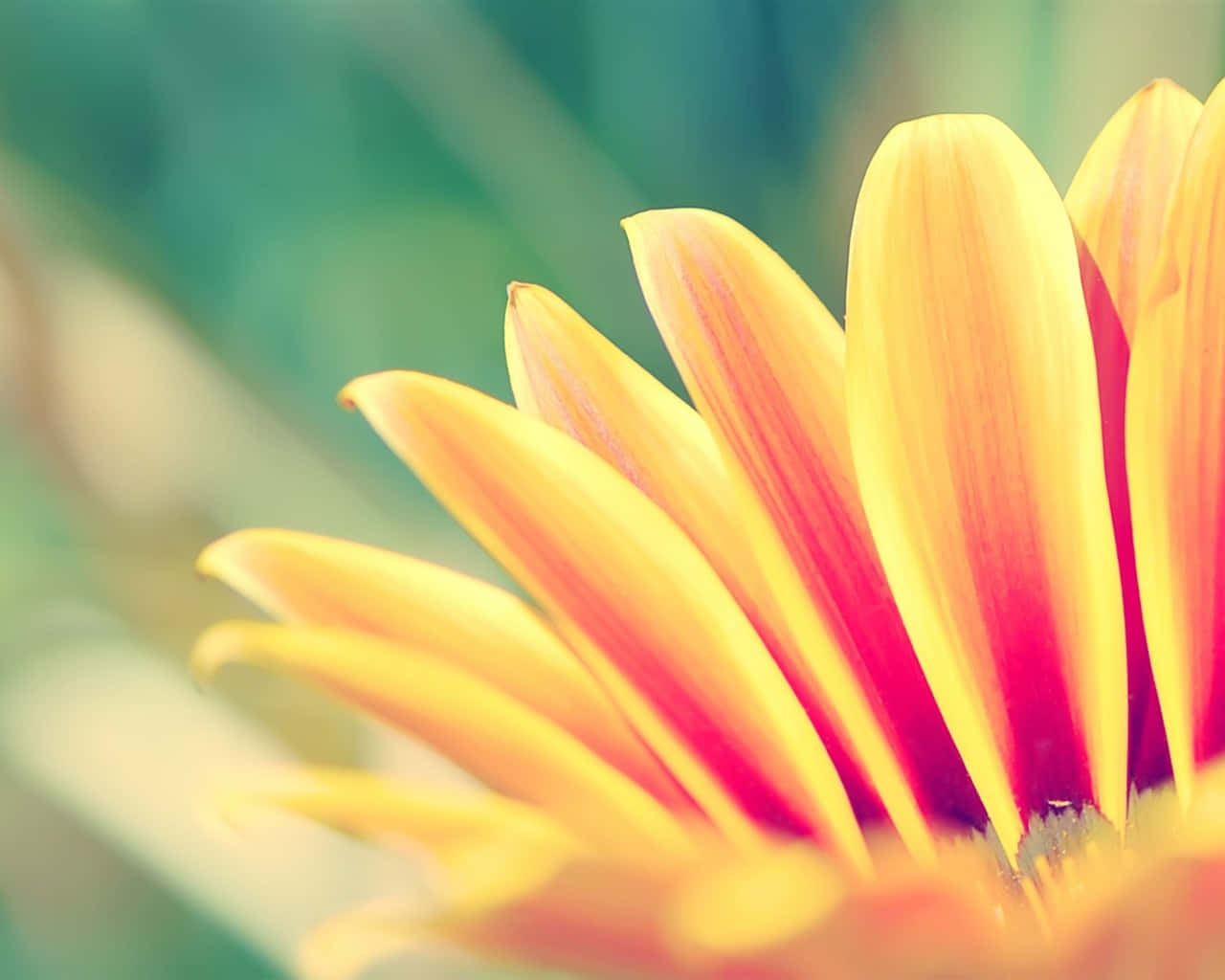 gerbera daisy, vibrant yellow petals, red tips, HD Desktop Wallpaper