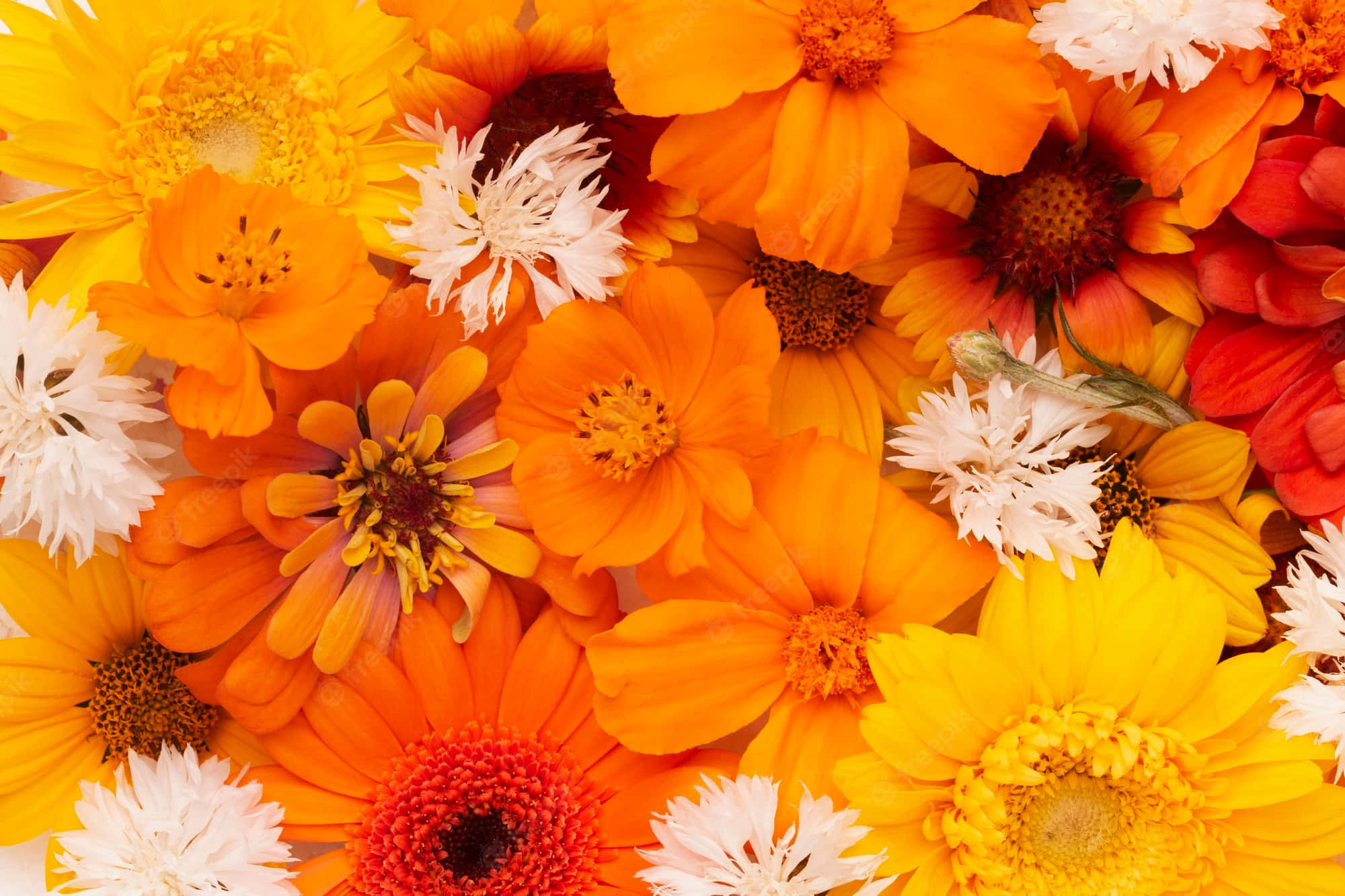 orange yellow and white daisies, cosmos, full bloom, Full HD Desktop Wallpaper