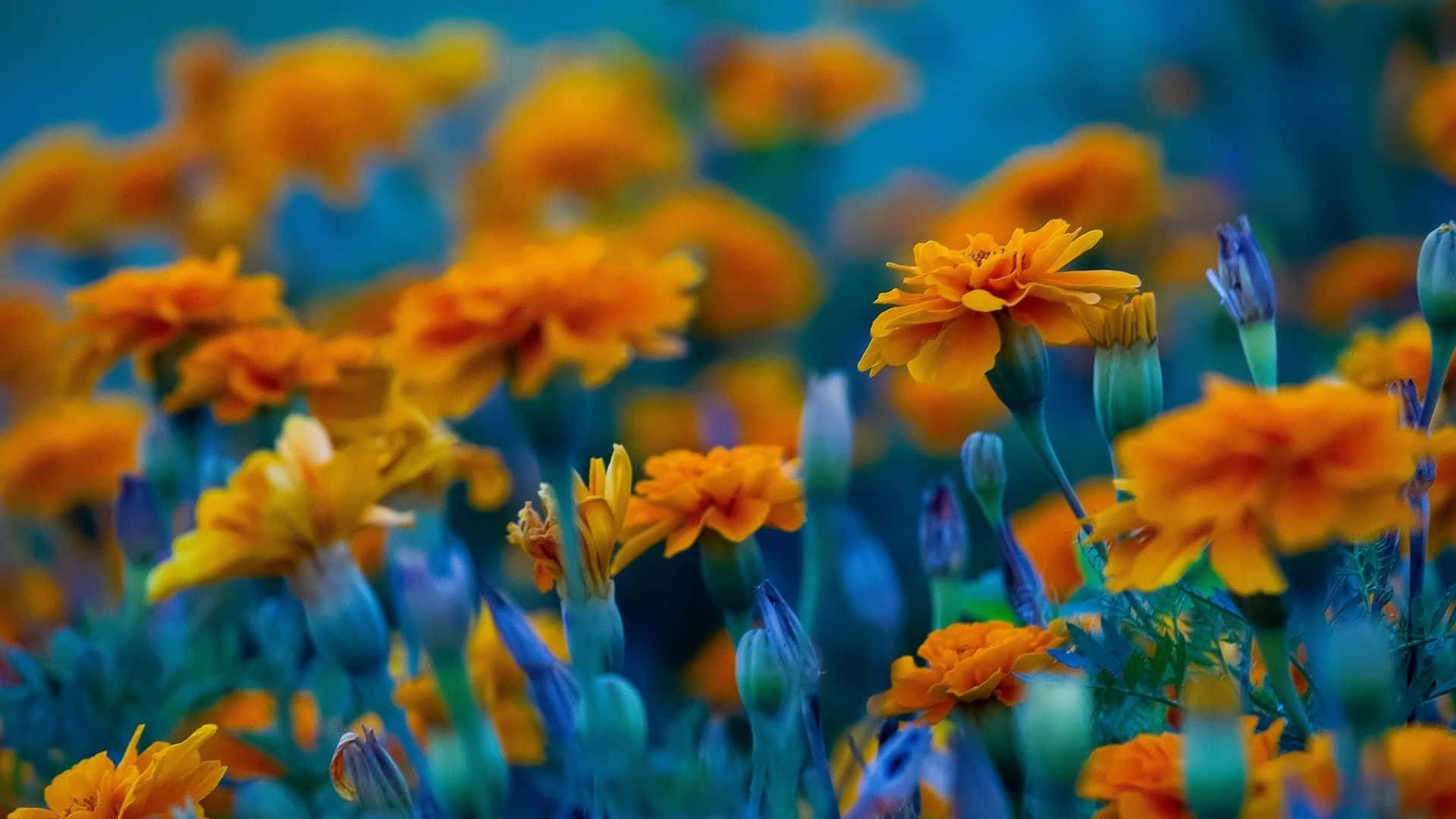 orange marigolds, cool blue background, lush garden scene, Full HD Desktop Wallpaper