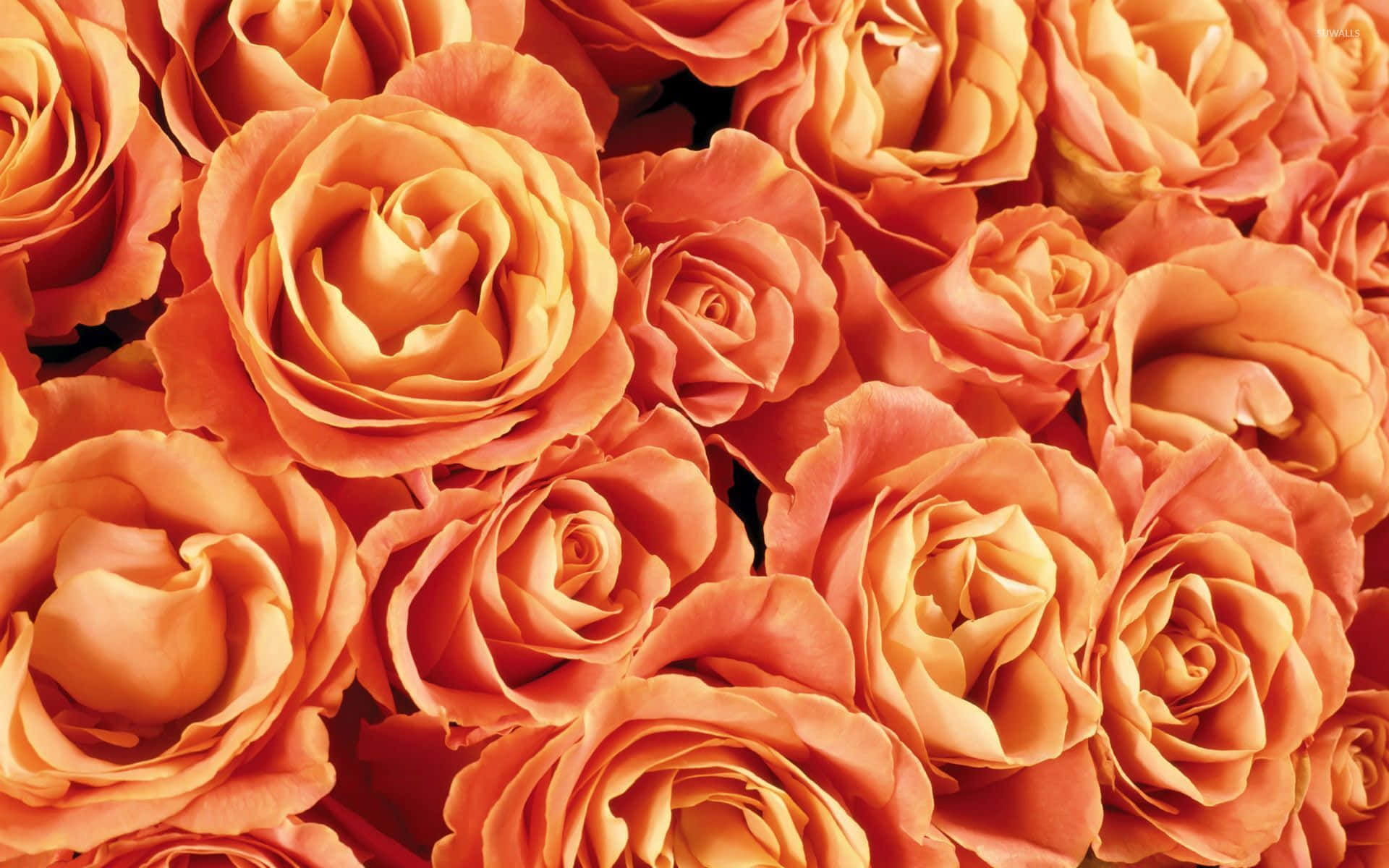 orange roses, lush orange roses, soft gradients, Full HD Desktop Wallpaper