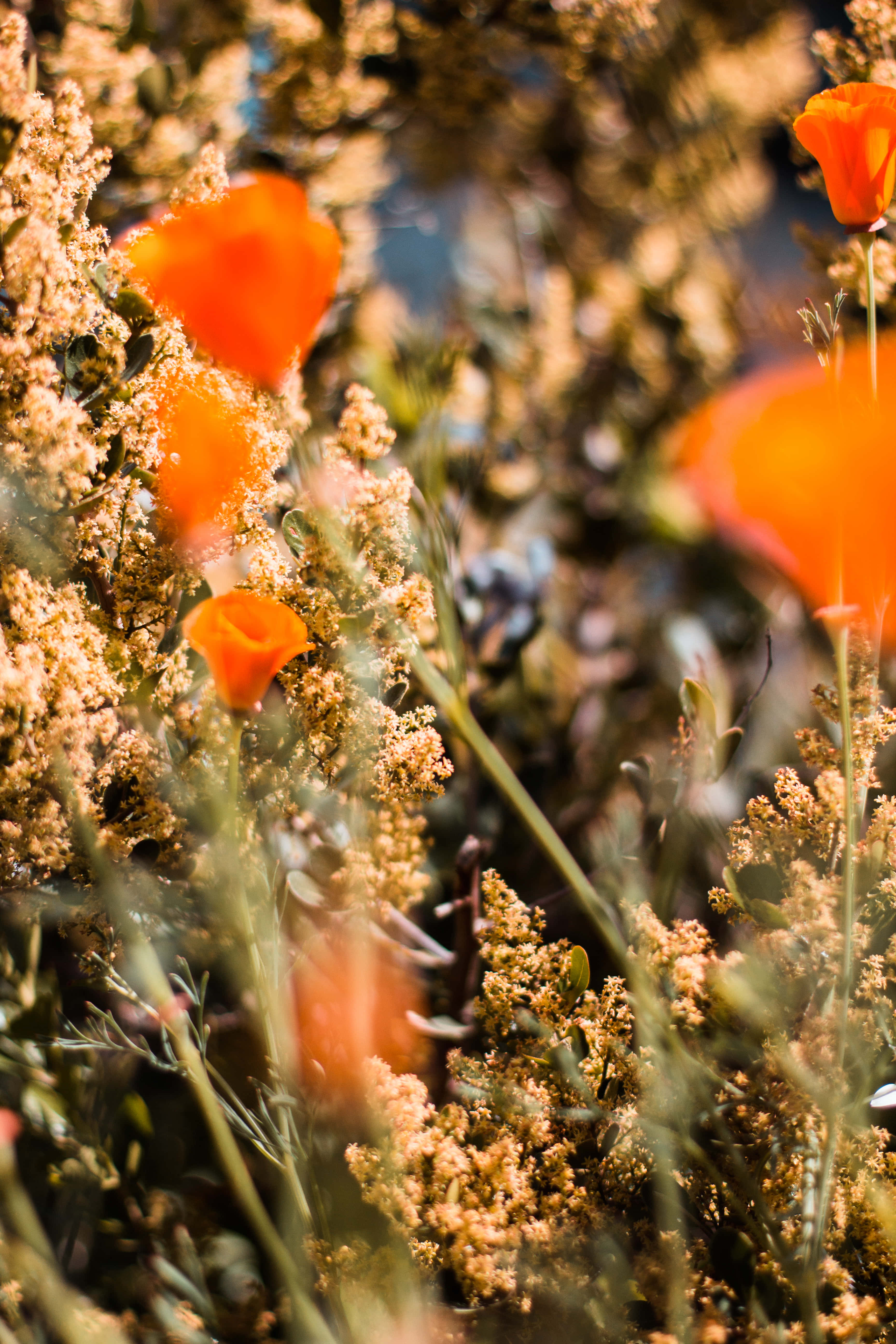 orange poppies, golden wild grasses, warm sunlight, 5K Phone Wallpaper