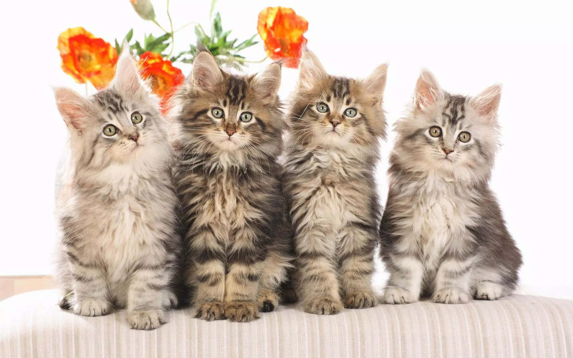 Persian, tabby kittens, green eyes, Full HD Desktop Wallpaper