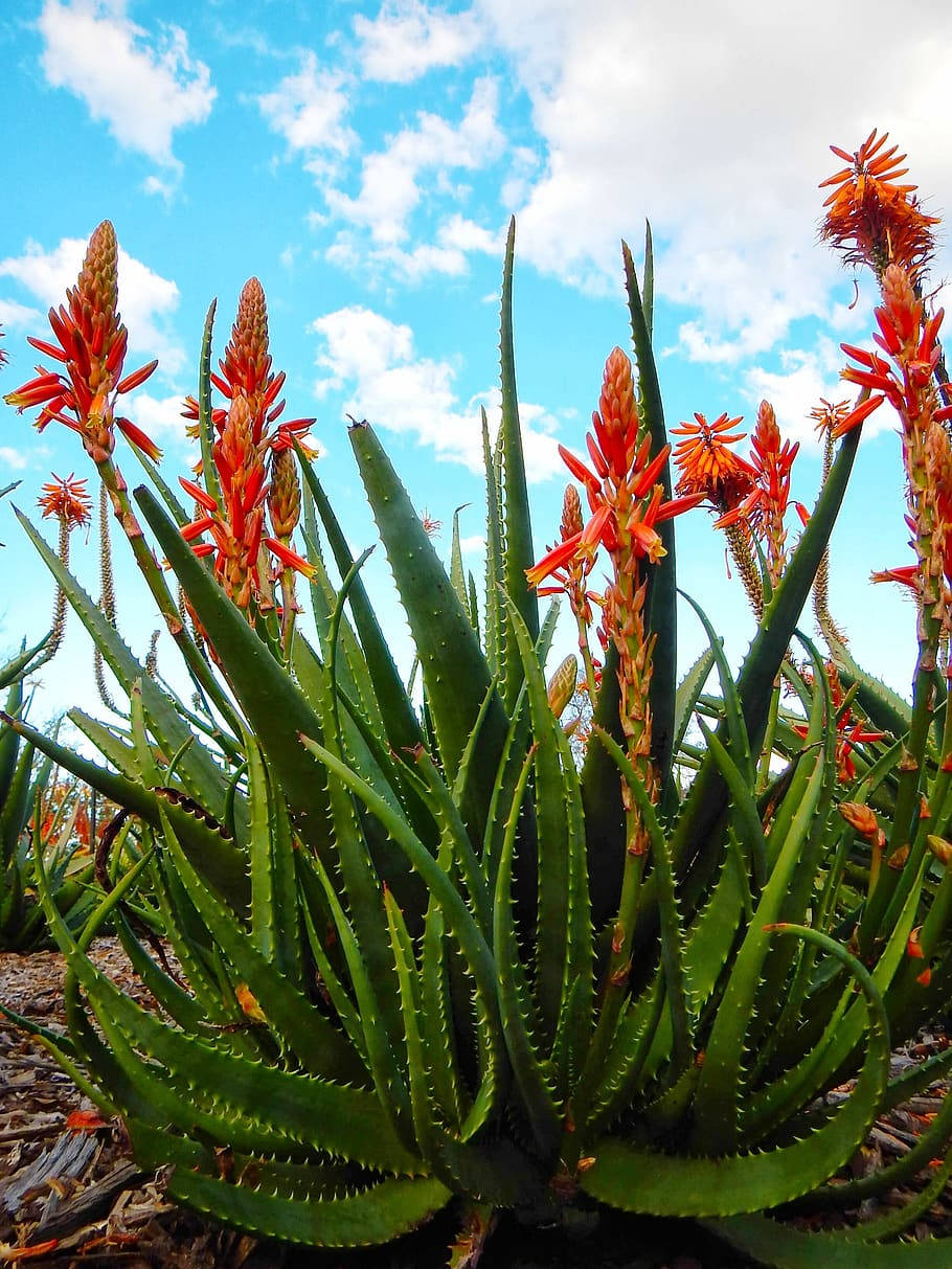 aloe vera, orange flowers, spiky green leaves, SD Phone Wallpaper