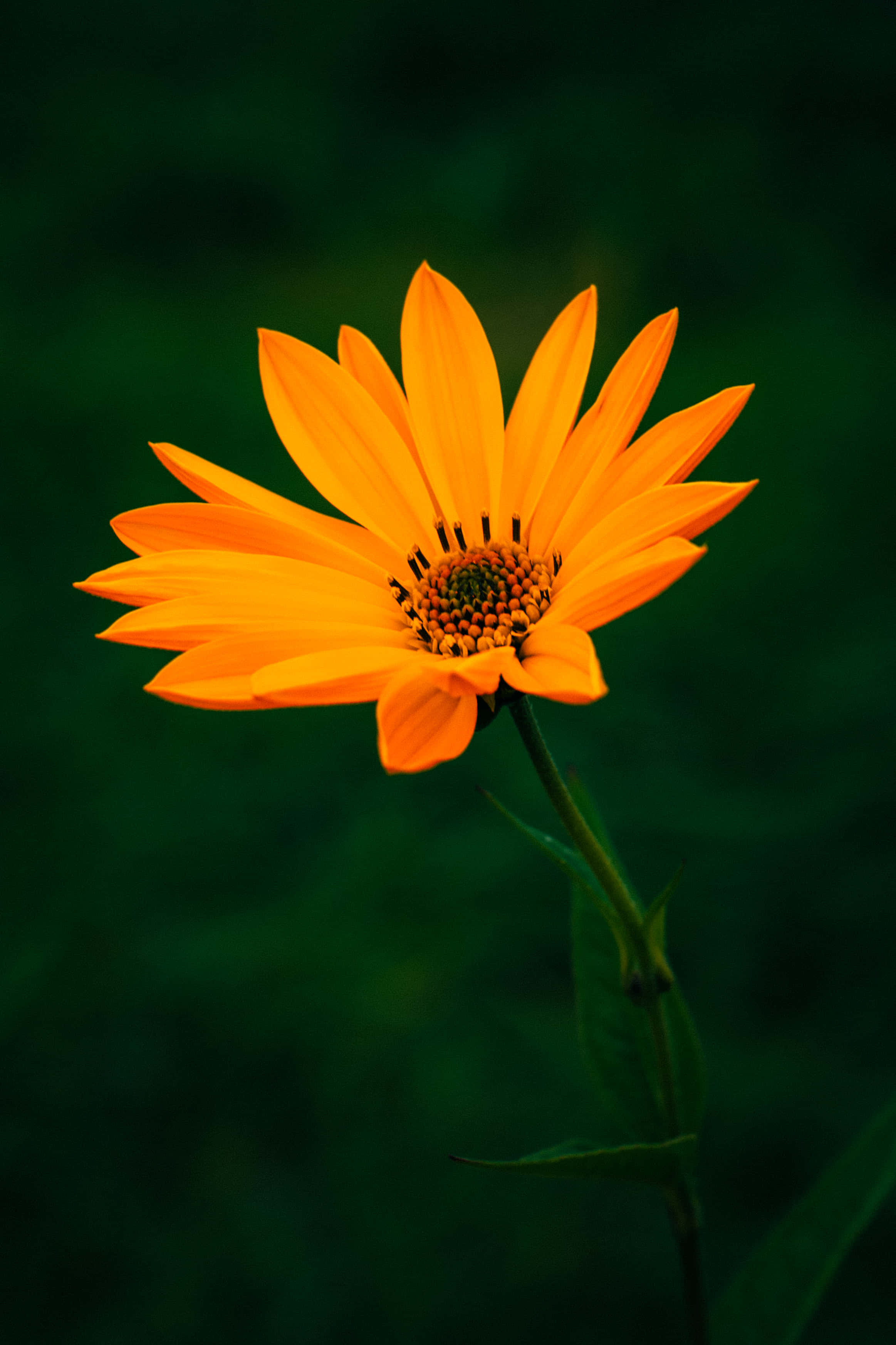 Orange Flower, vibrant orange, slender petals, 2K Phone Wallpaper
