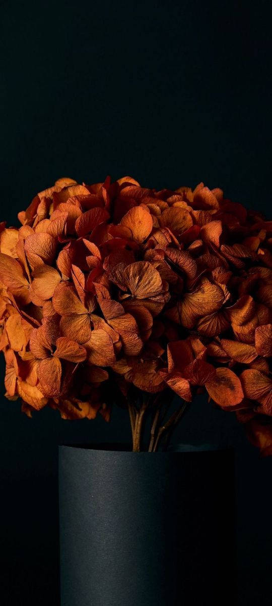 dark orange hydrangeas, matte black vase, deep black background, SD Phone Wallpaper