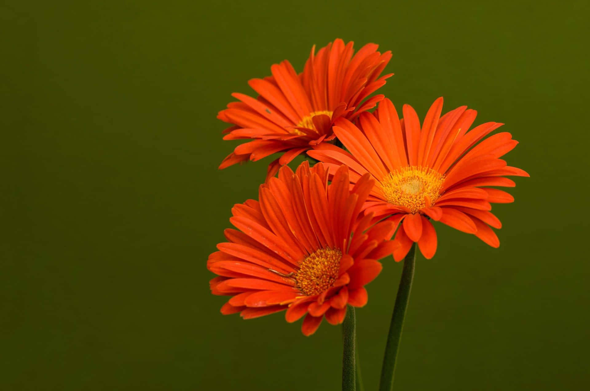 orange gerbera daisies, yellow centers, soft green backdrop, Full HD Desktop Wallpaper