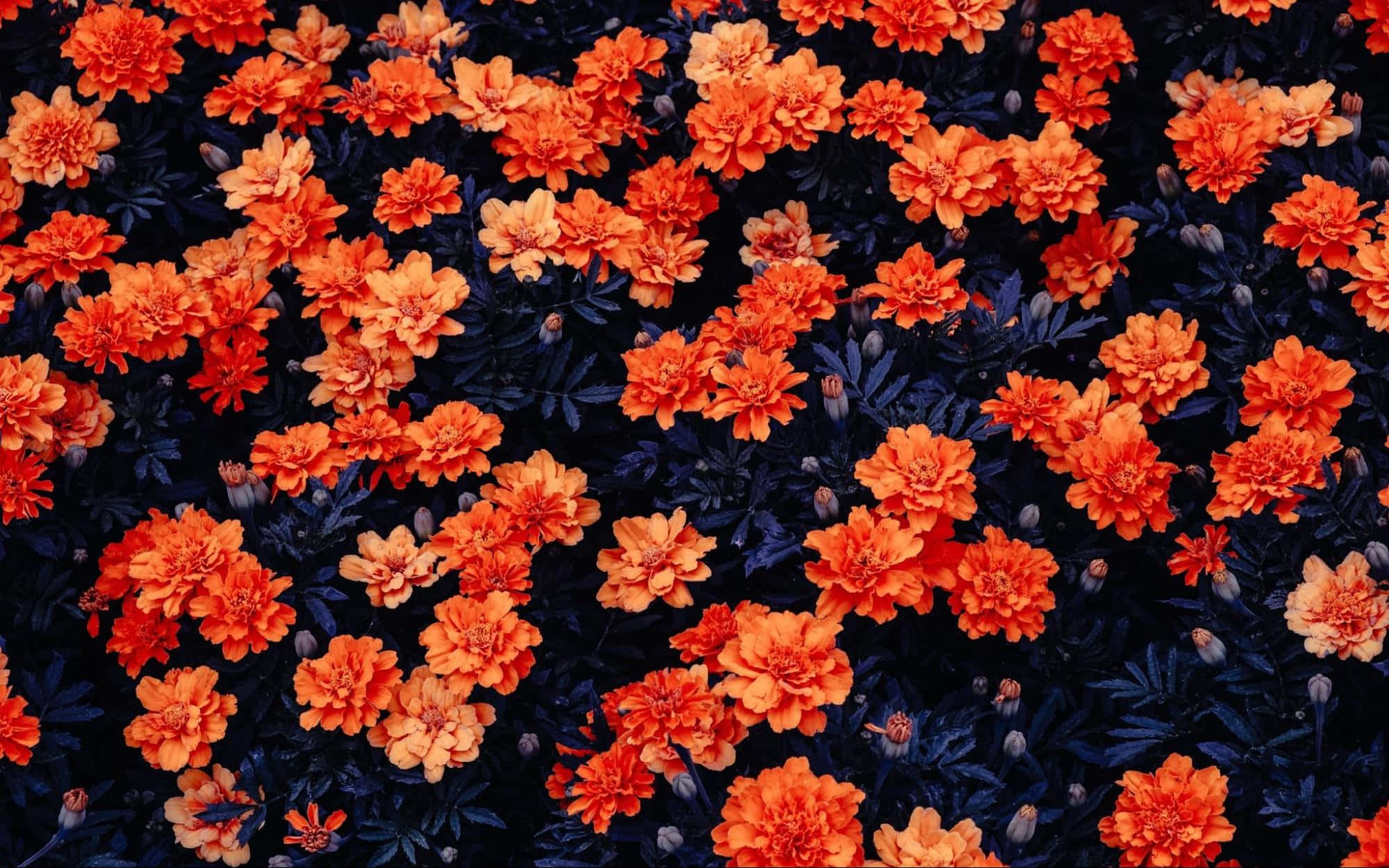 Annual Bloom, orange flowers, marigolds, Full HD Desktop Wallpaper
