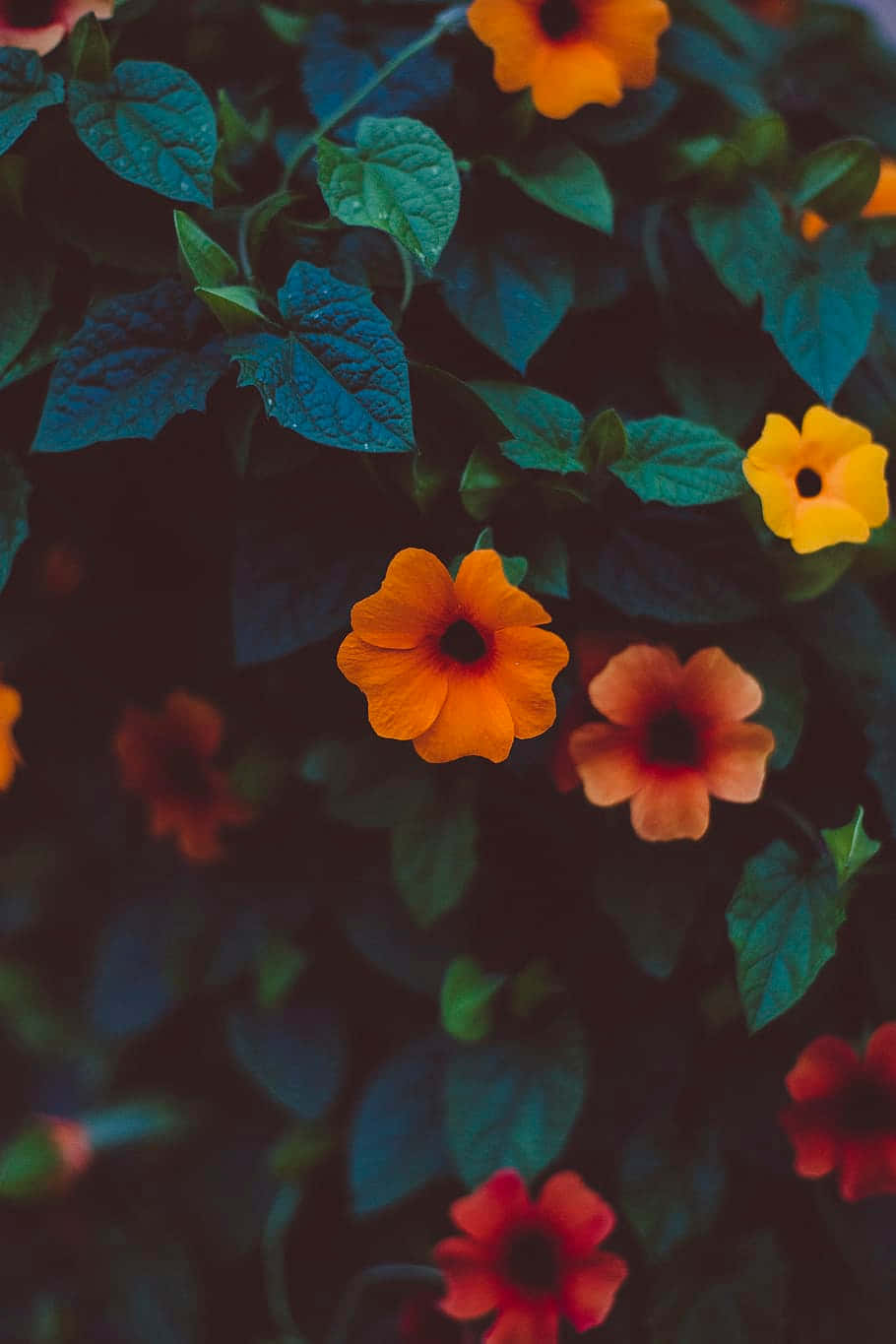 Orange Flower, dark tone, vibrant orange, HD Phone Wallpaper