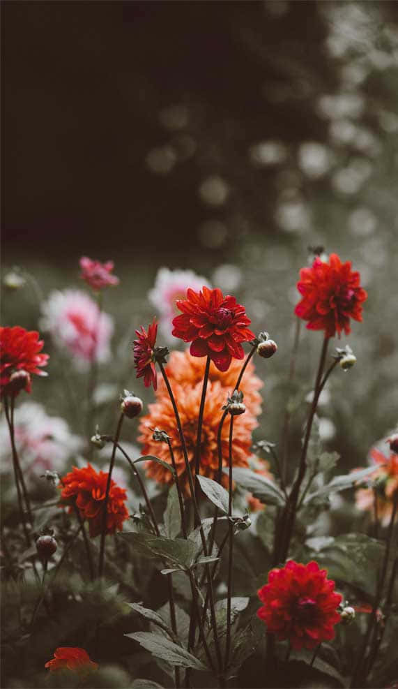 red and orange dahlia flowers, soft focus, muted garden backdrop, SD Phone Wallpaper