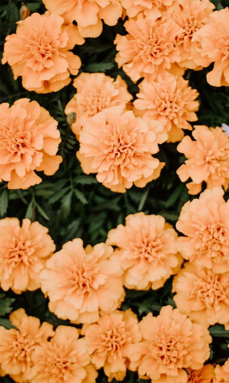 orange peach flowers, peach marigolds, layered petals, SD Phone Wallpaper