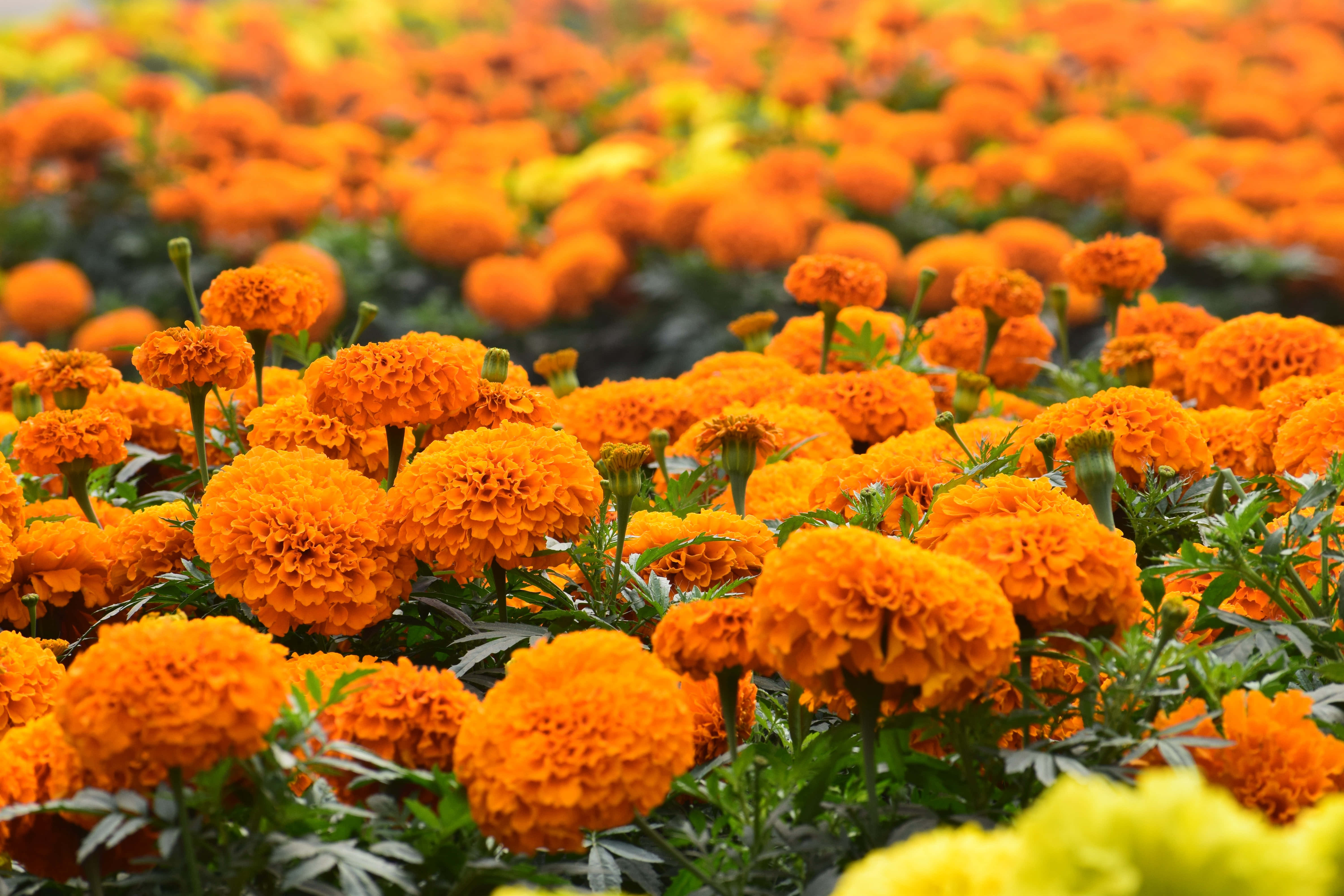 orange flower, marigolds, sunlit field, 5K Desktop Wallpaper