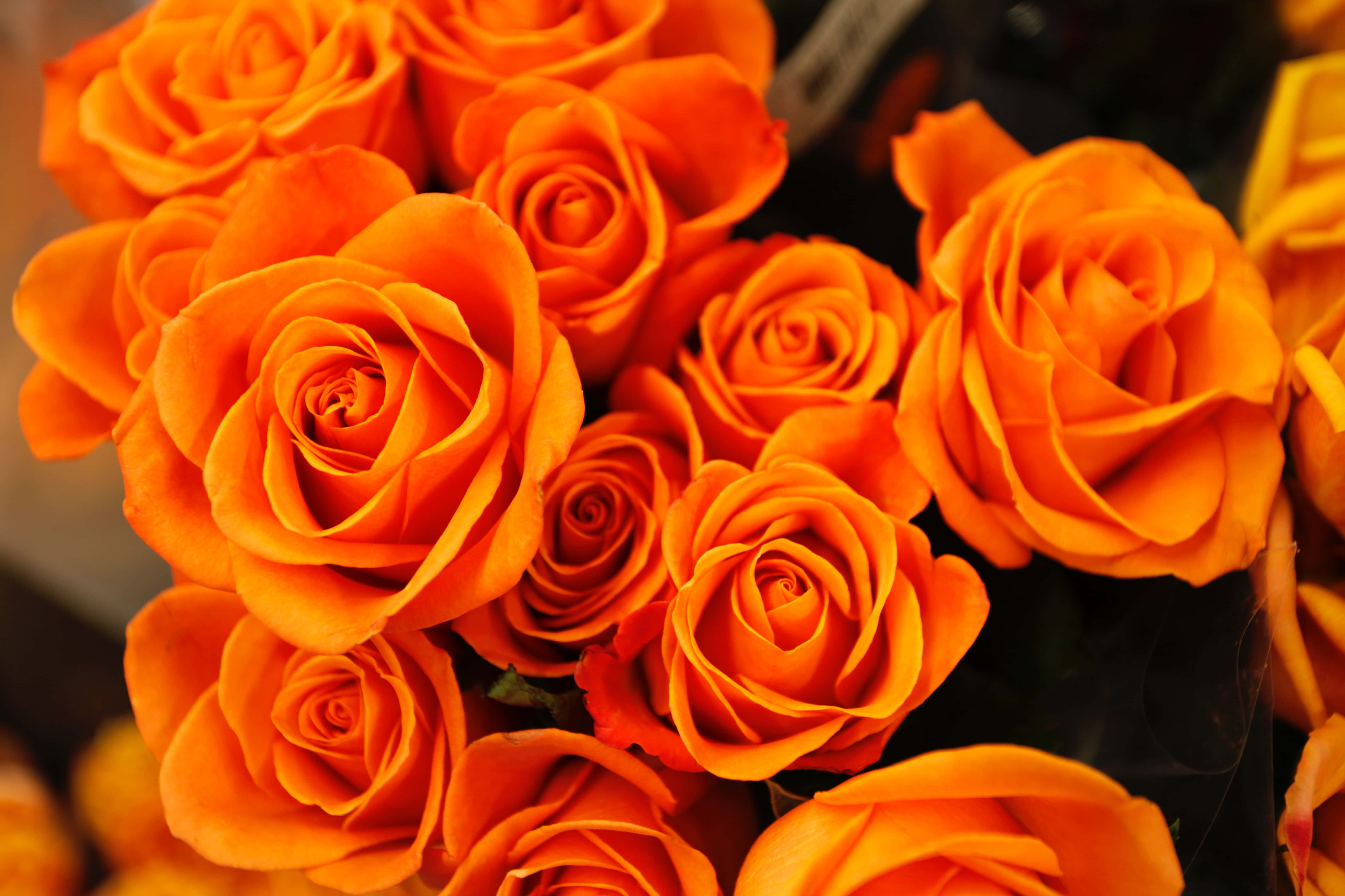 orange roses, velvety petals, lush bouquet, 5K Desktop Wallpaper