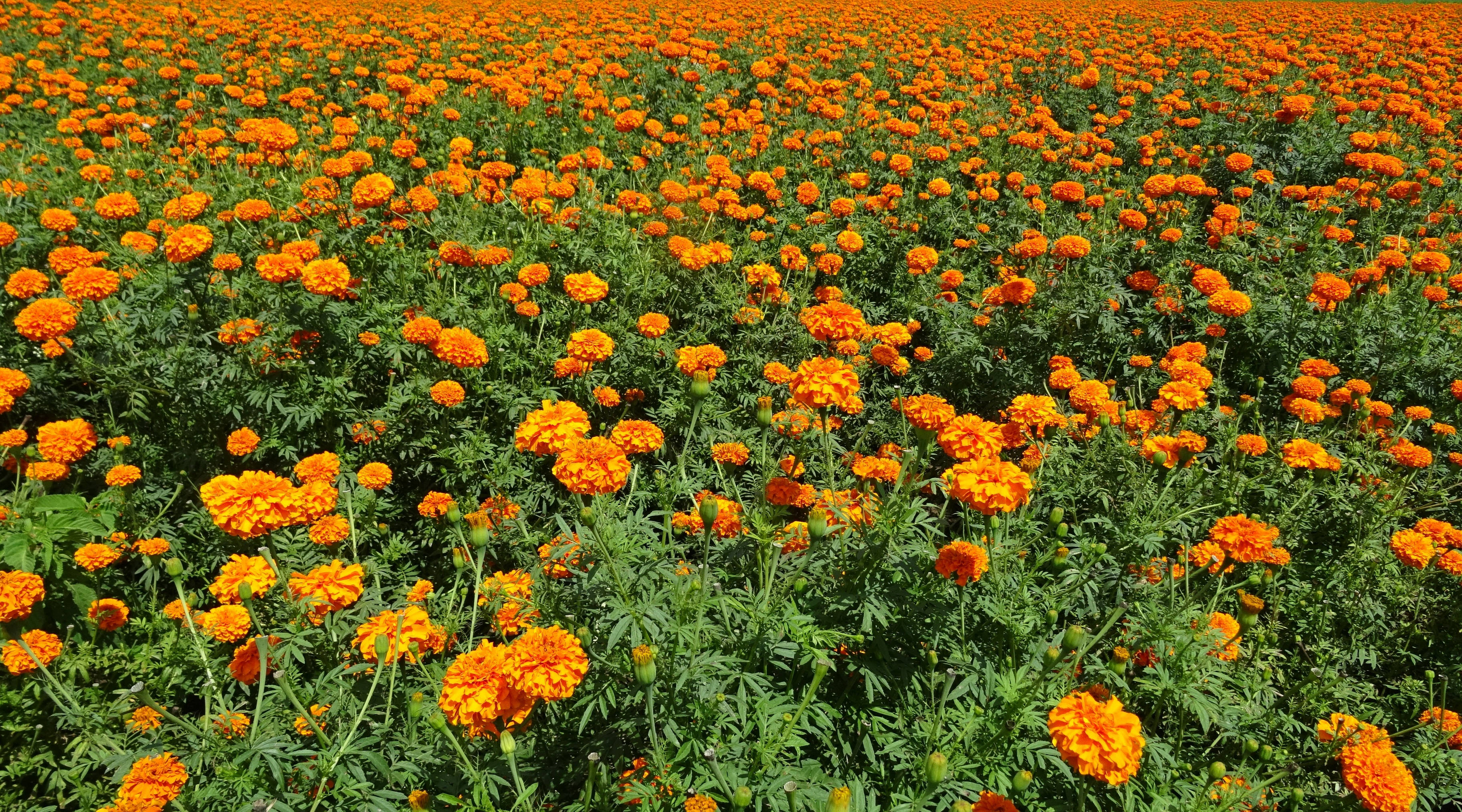 orange calendula flower field, bright orange marigolds, clear sunny skies, 2K Desktop Wallpaper