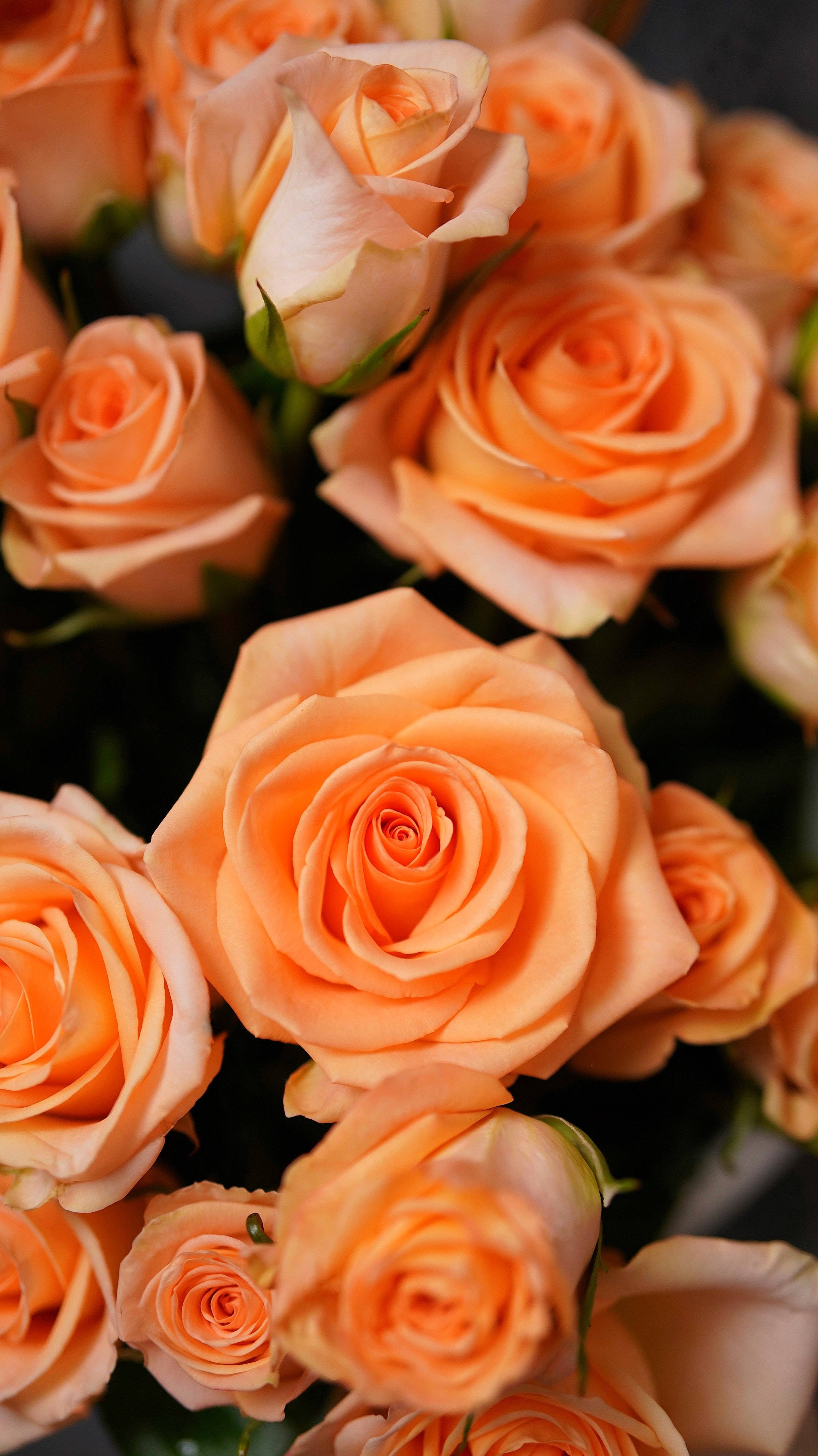 peach roses, delicate petals, dark green leaves, 4K Phone Wallpaper