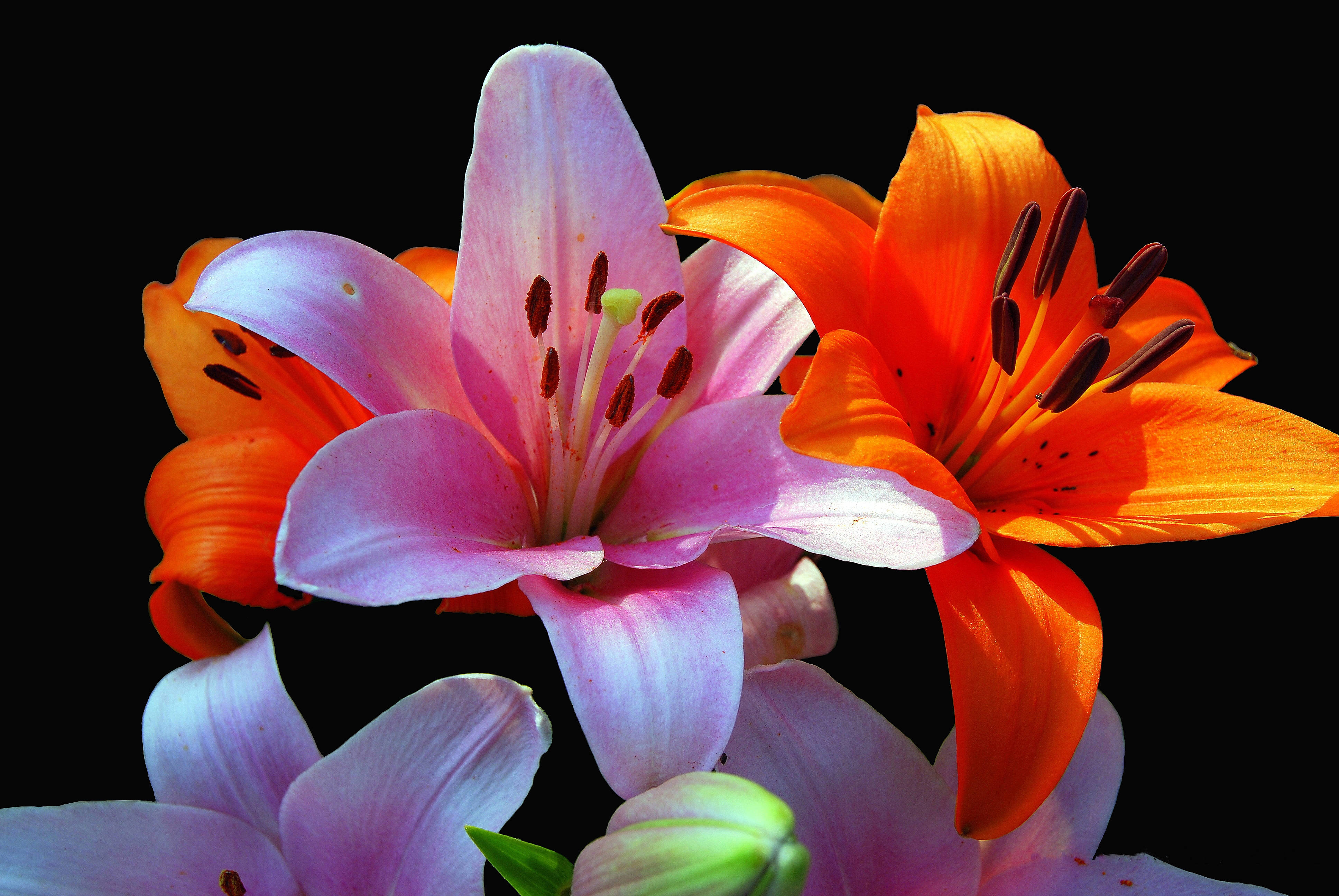 pink orange lilies, stark black background, detailed stamens, 4K Desktop Wallpaper