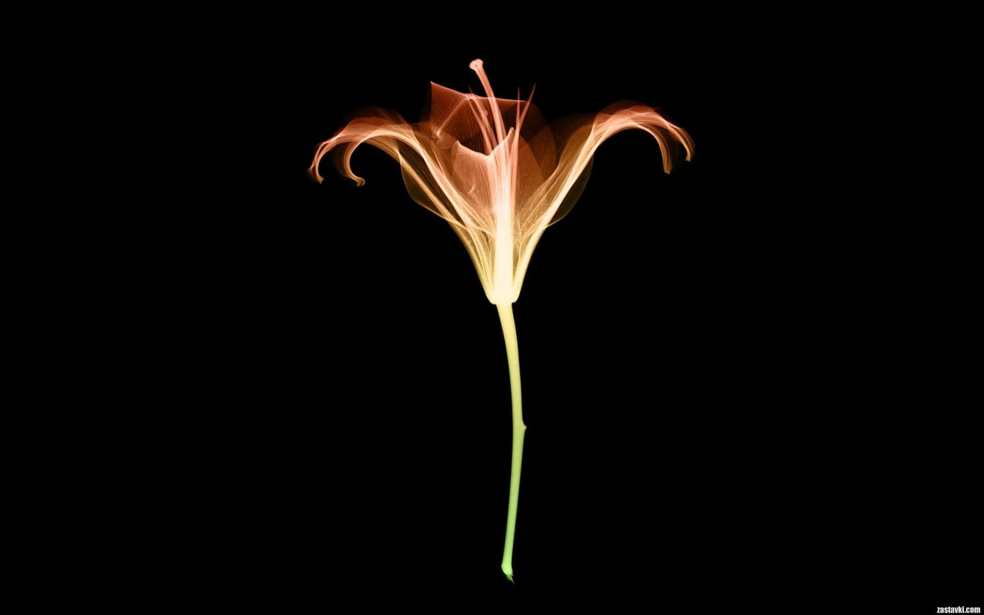 orange lily, glowing orange, light trails, Full HD Desktop Wallpaper